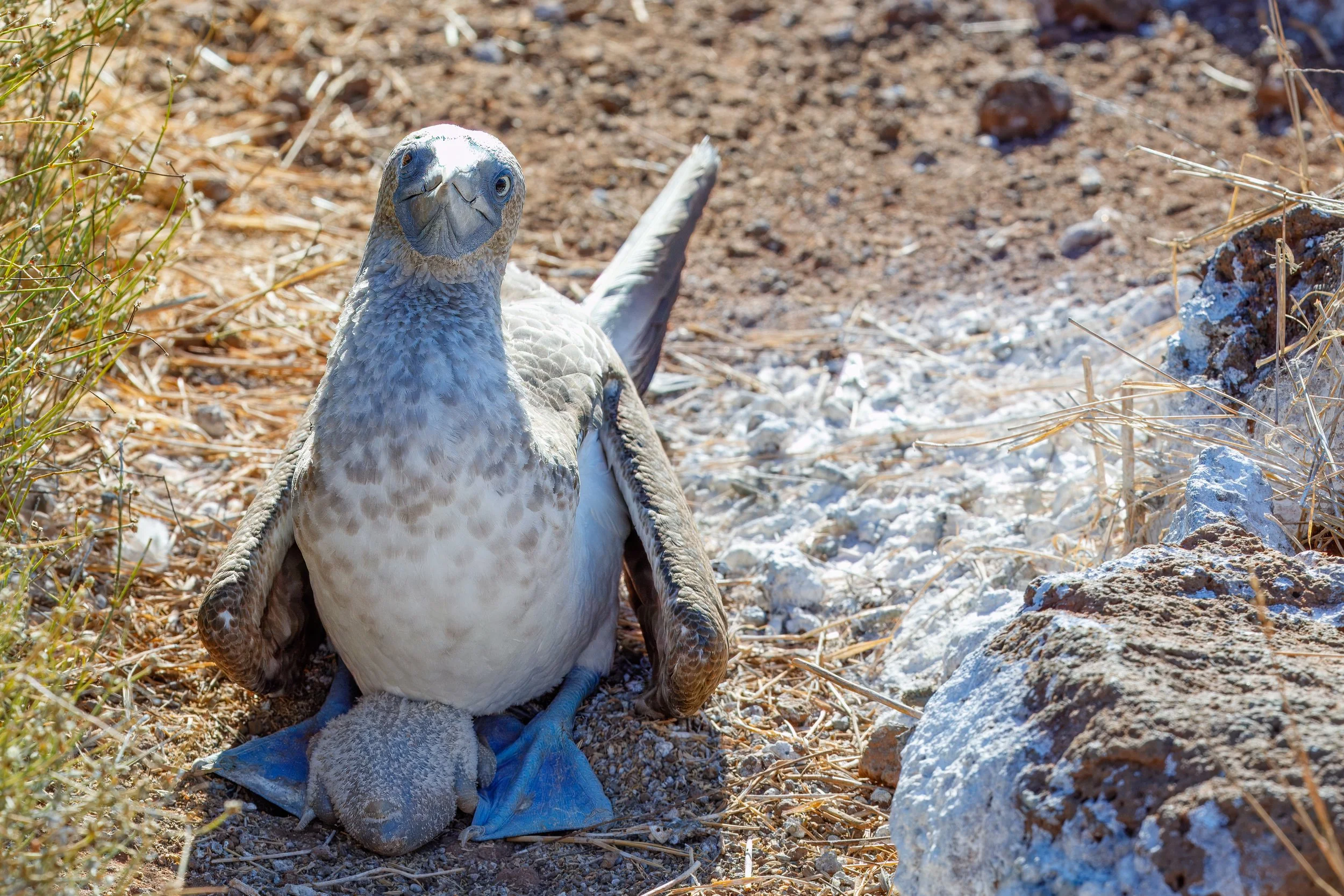 Blue footed mother with new hatchling  