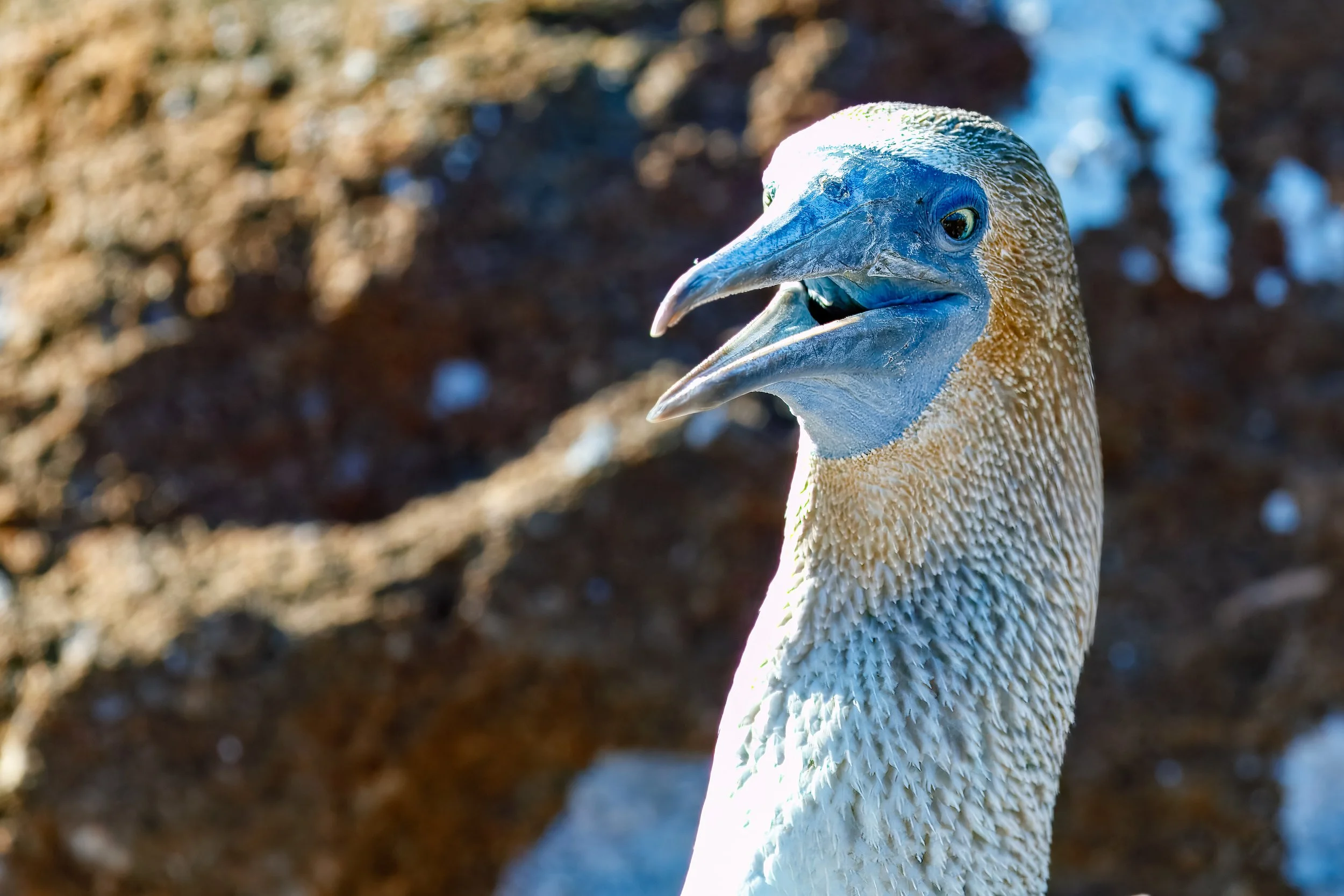  Beautiful photo capturing the head and curious expression 