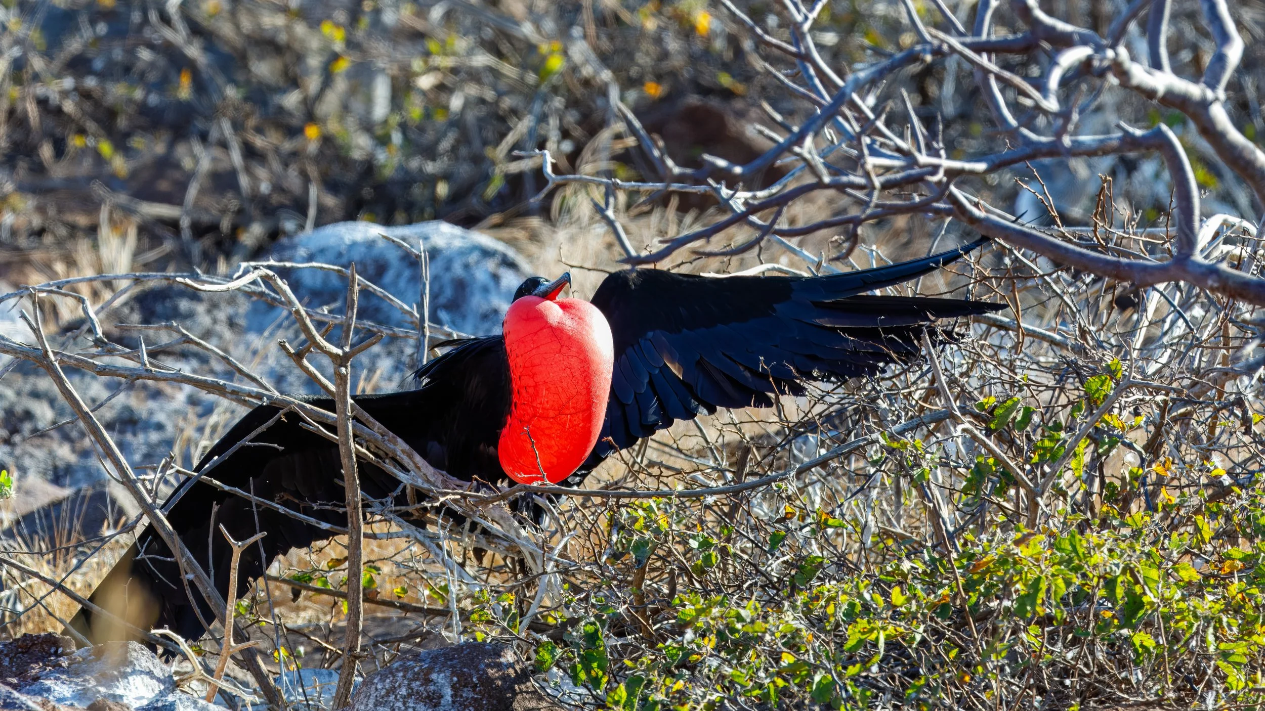  Fully engorged throat (gular) sac on full display 