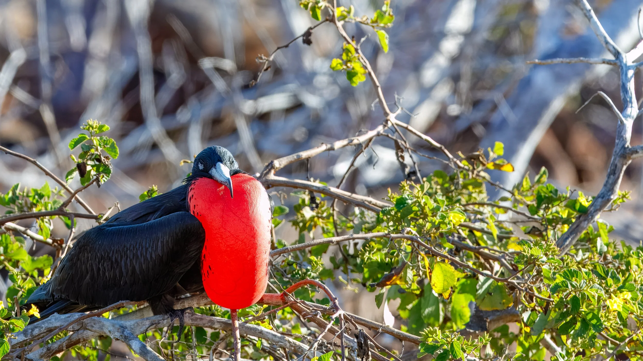  Another magnificent photo 