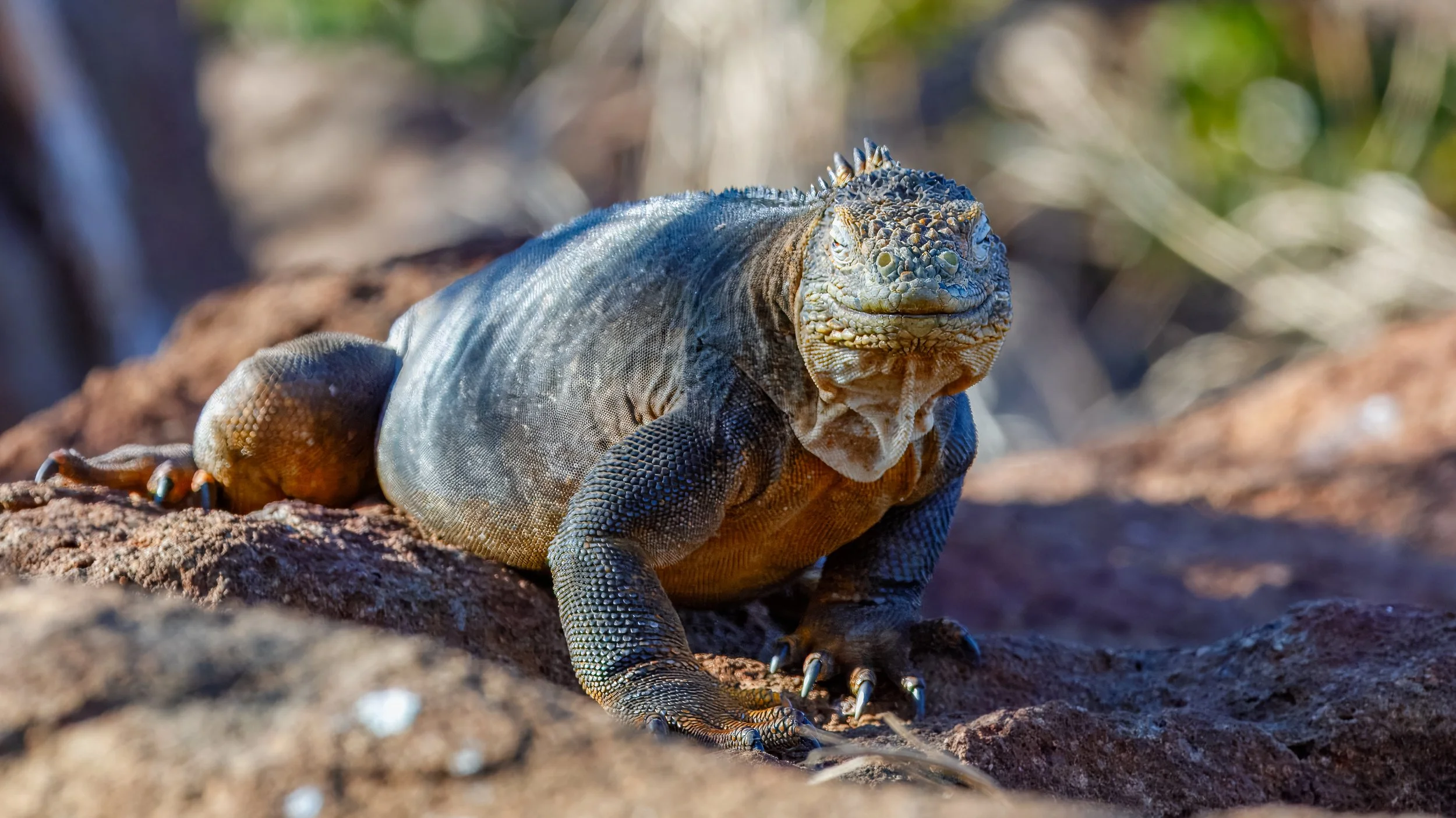  Moving away from the birds we found a land iguana 