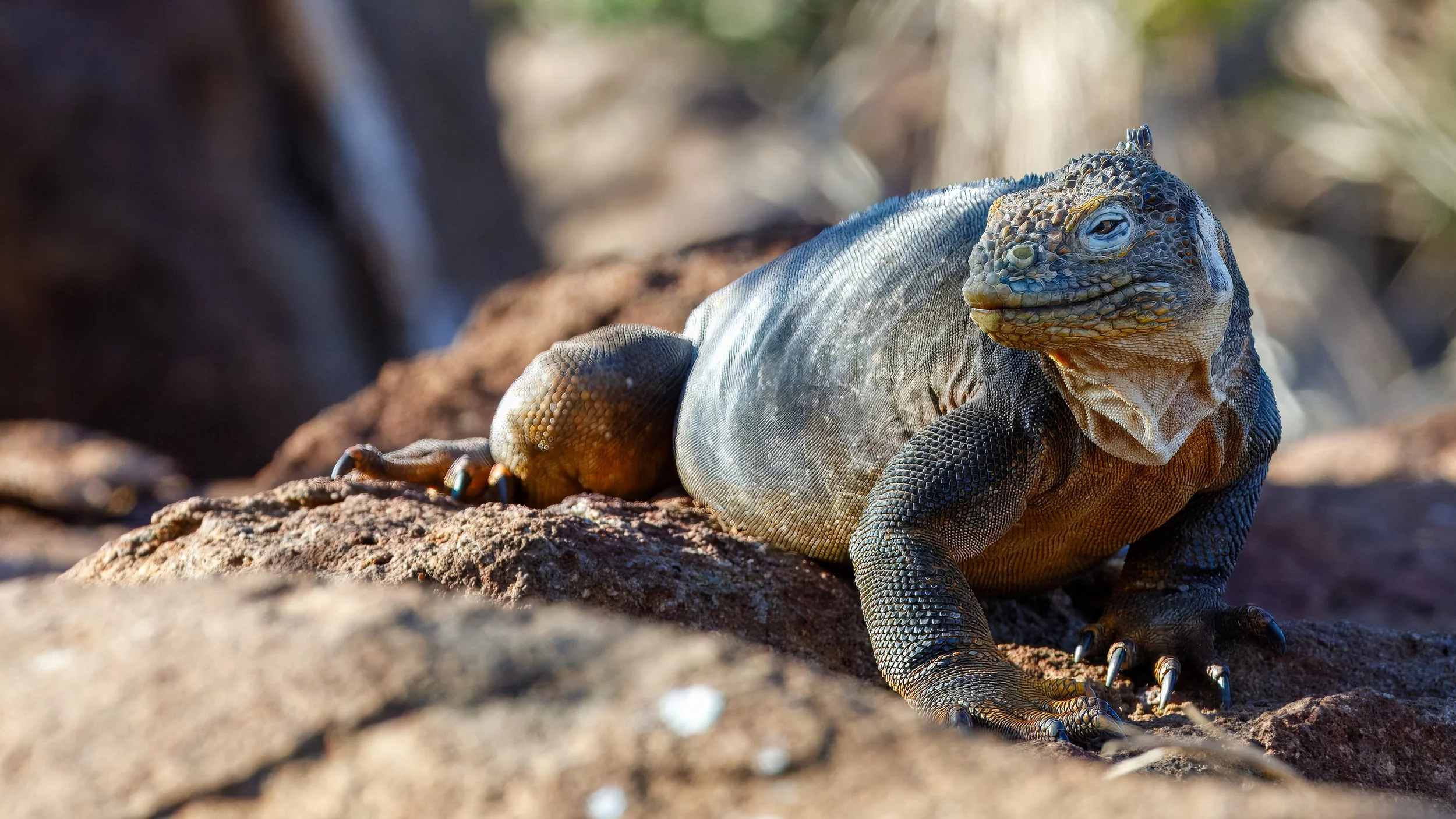  Continuing to observe the land iguana’s movement 