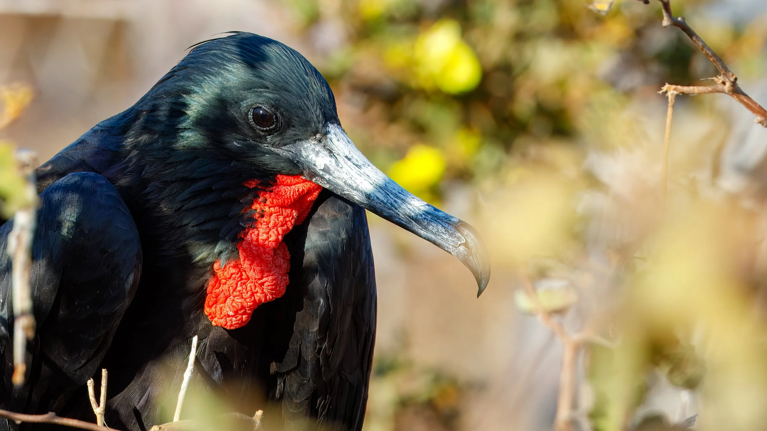  A relaxing male magnificent frigate   