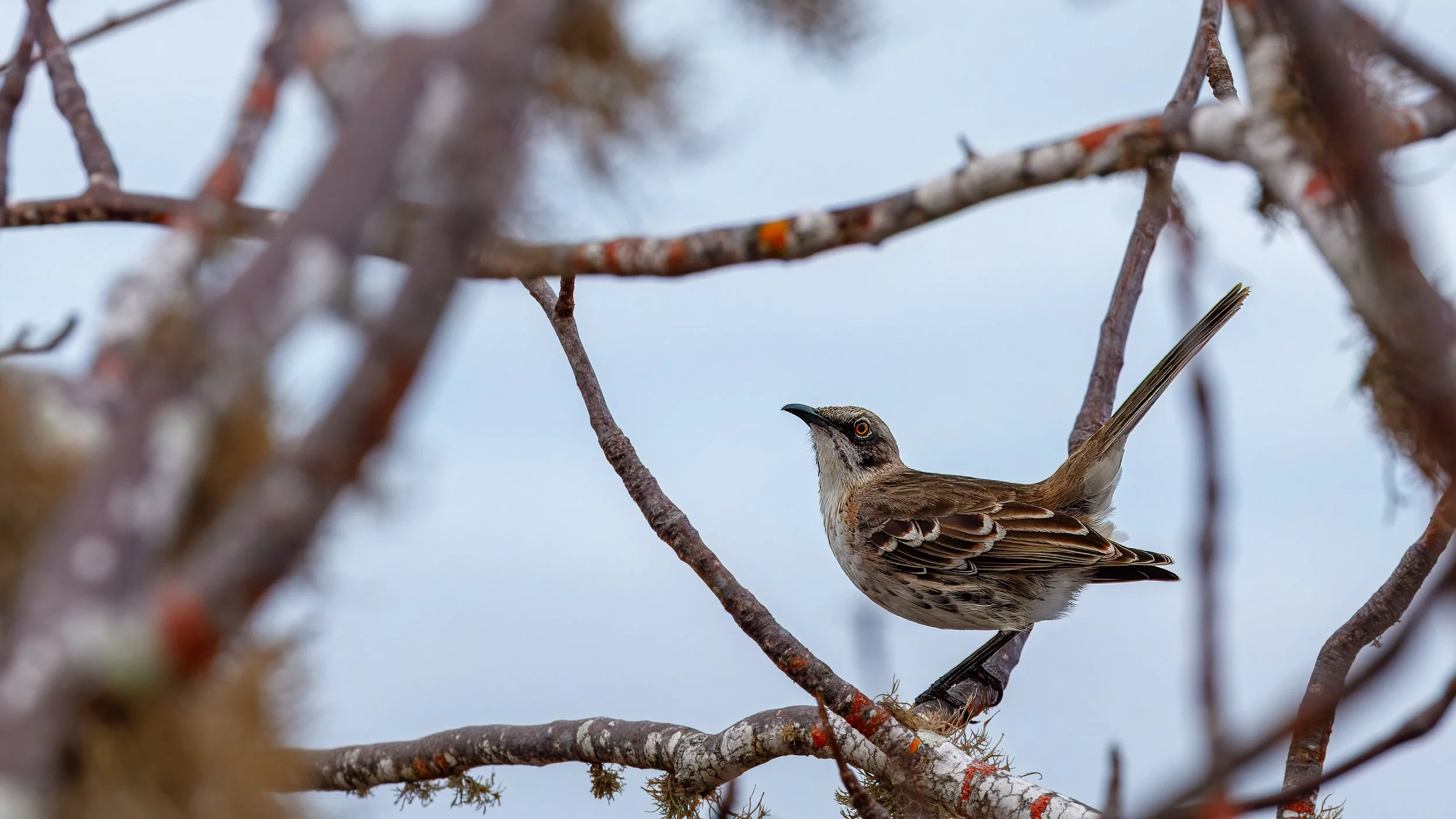  Española mockingbird, also known as the Hood mockingbird.&nbsp; 