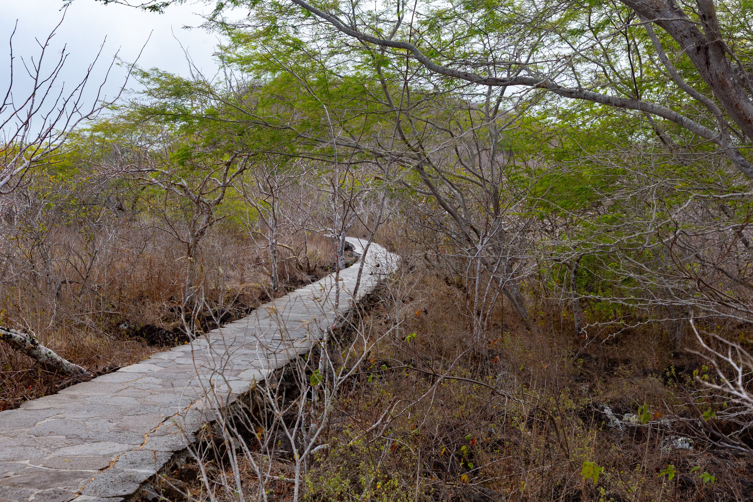  Much of the trail is on the boardwalk 
