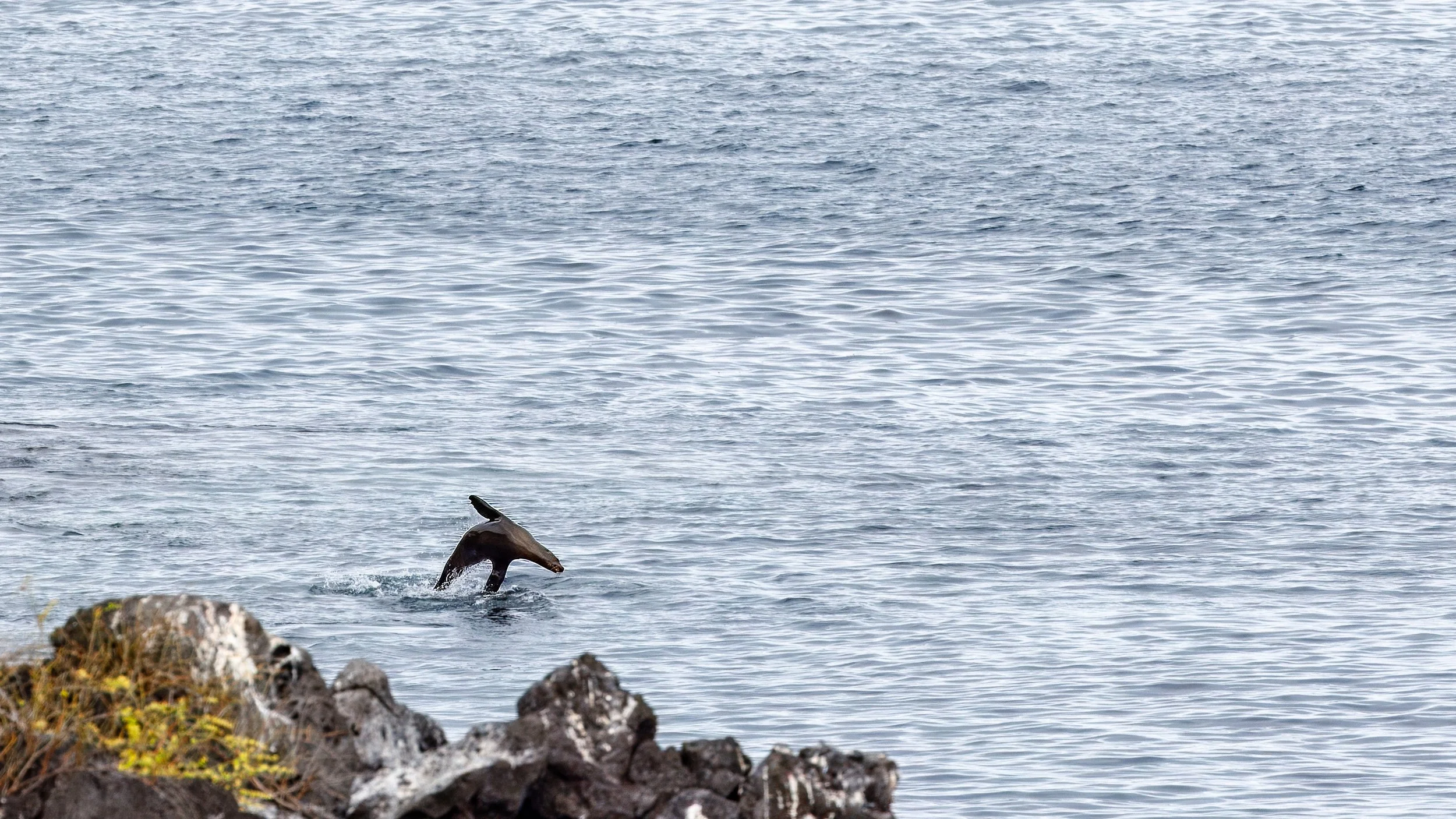  Sealion swimming along the coast 