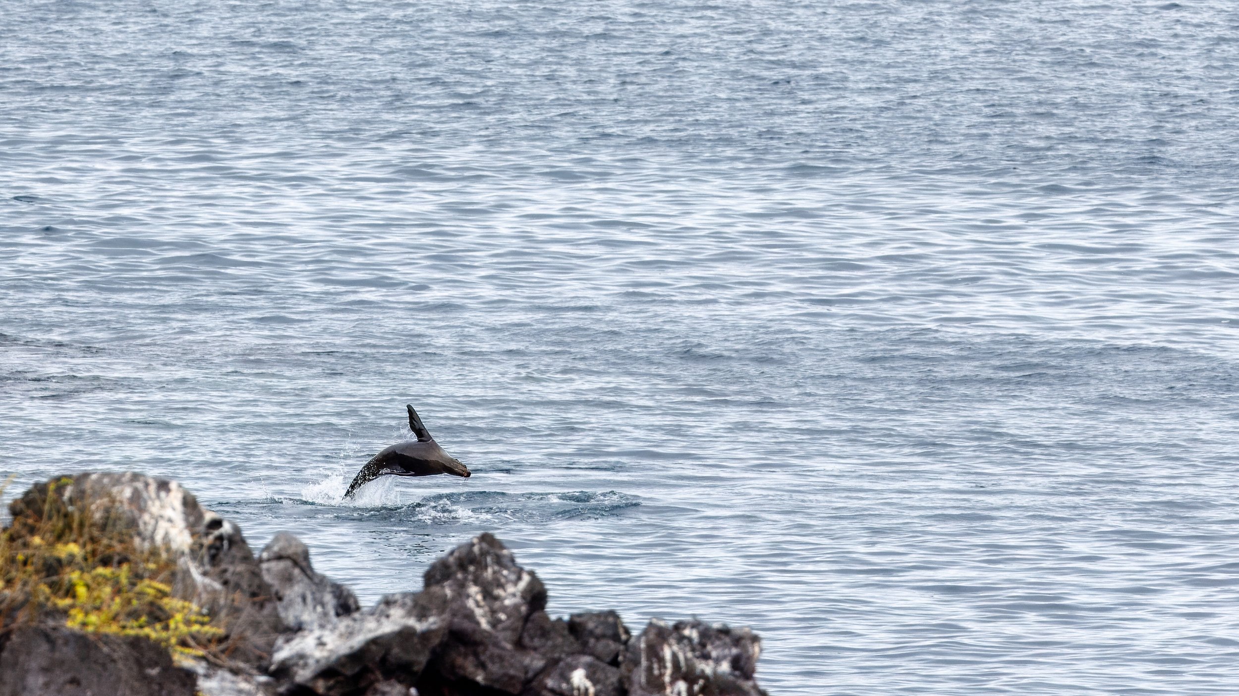  Continuing to catch the sealion in motion 