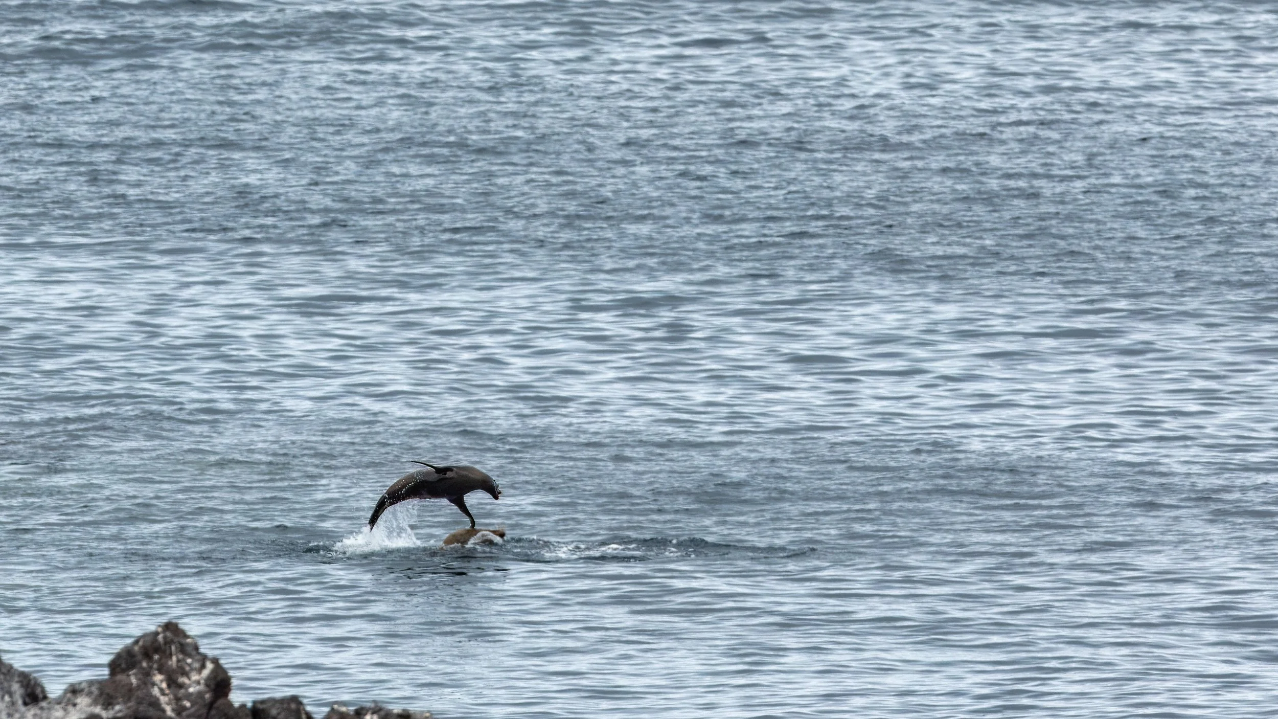  A very active sealion 