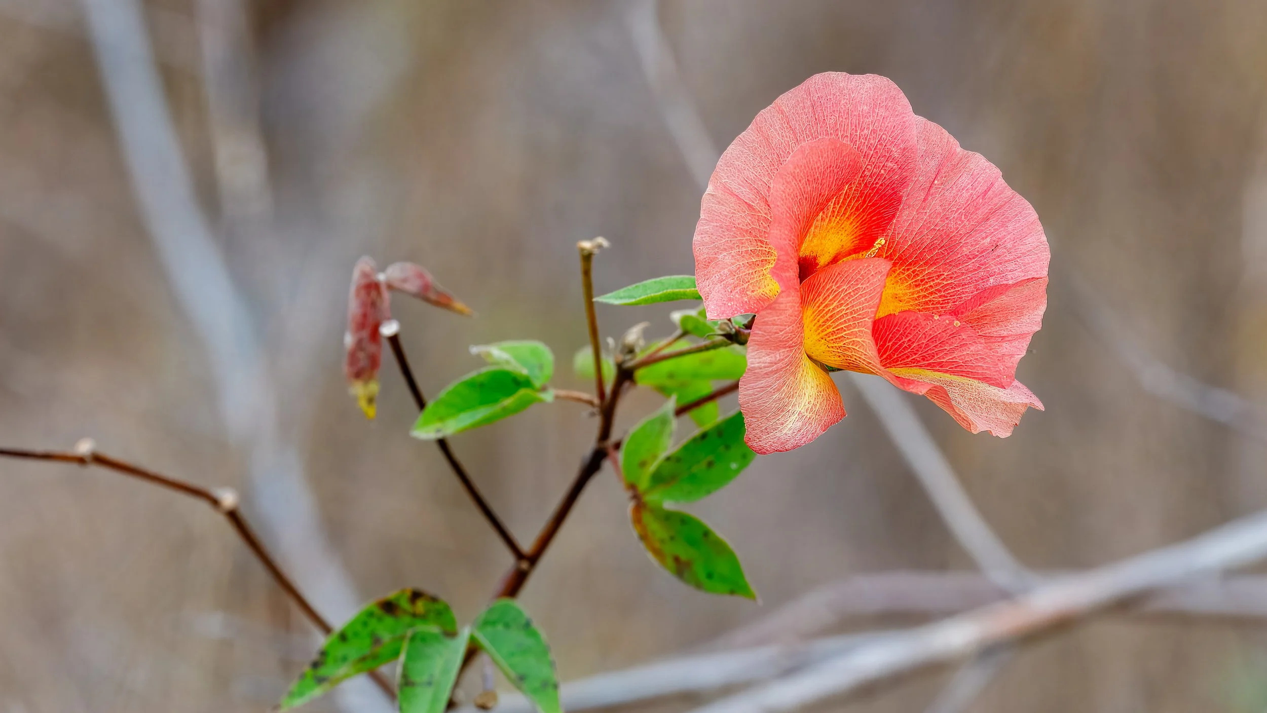  Blooming flower along the trail 