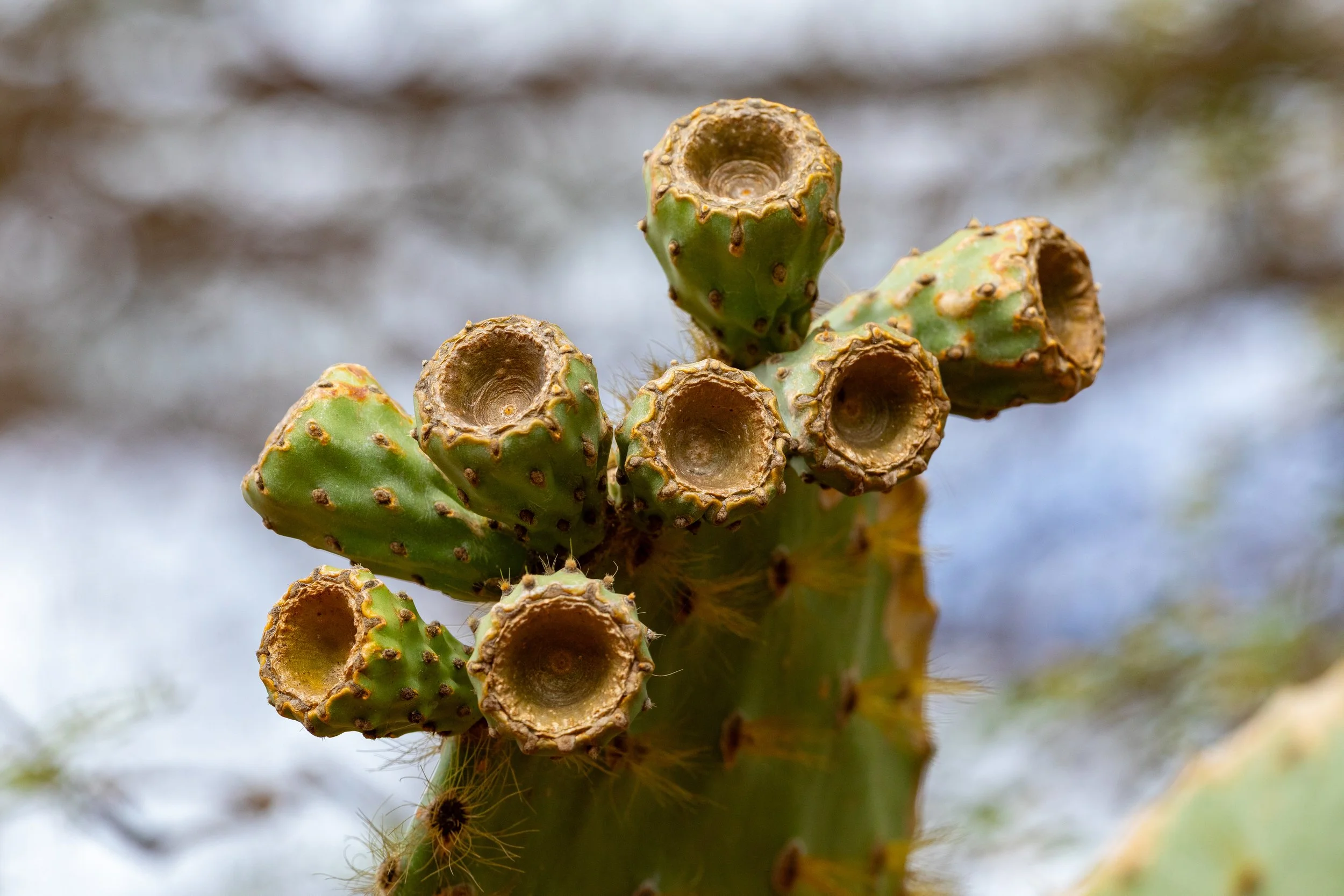  Prickly pear cactus 