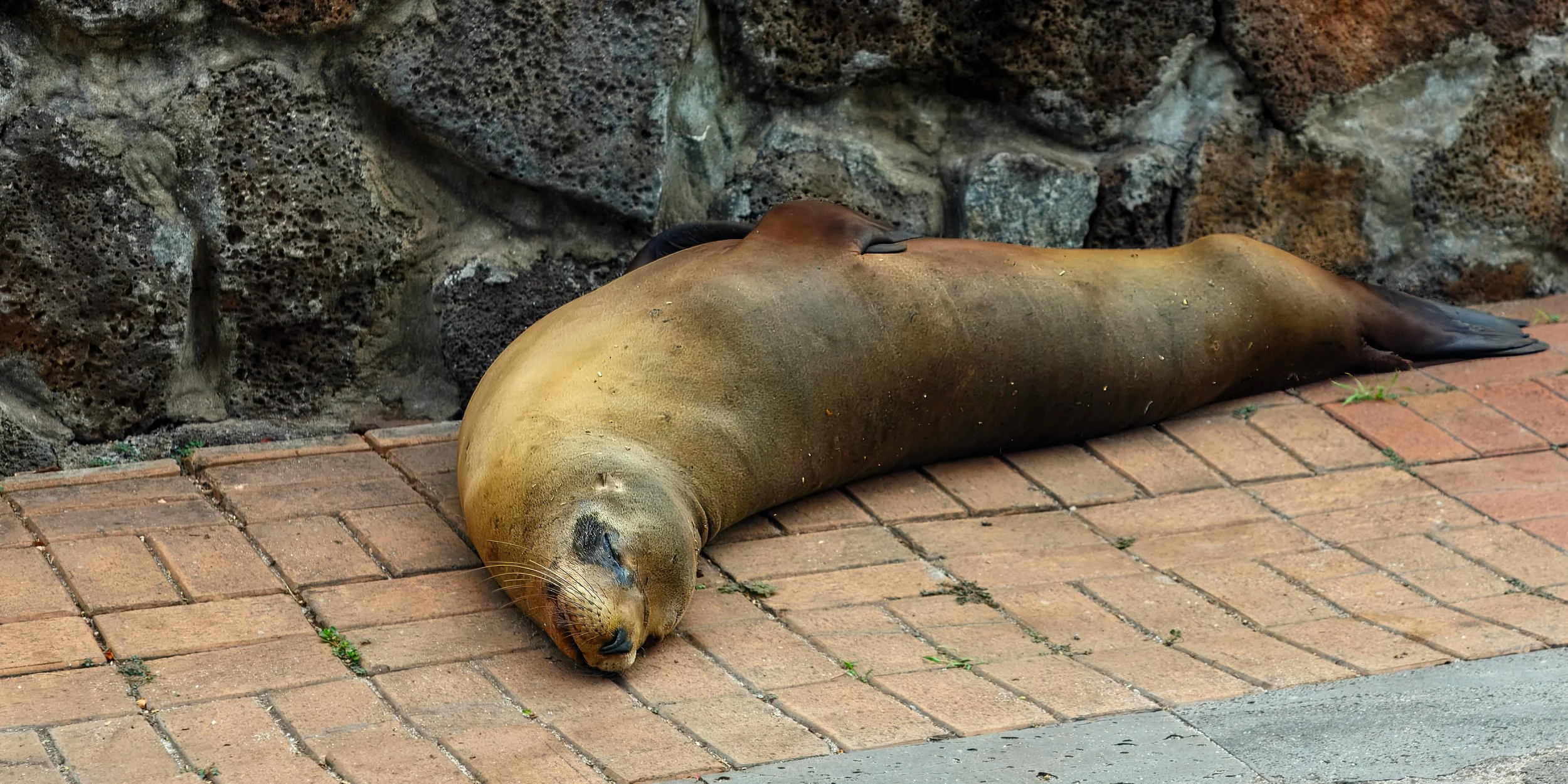  On our way back into town there are a number of sealions  