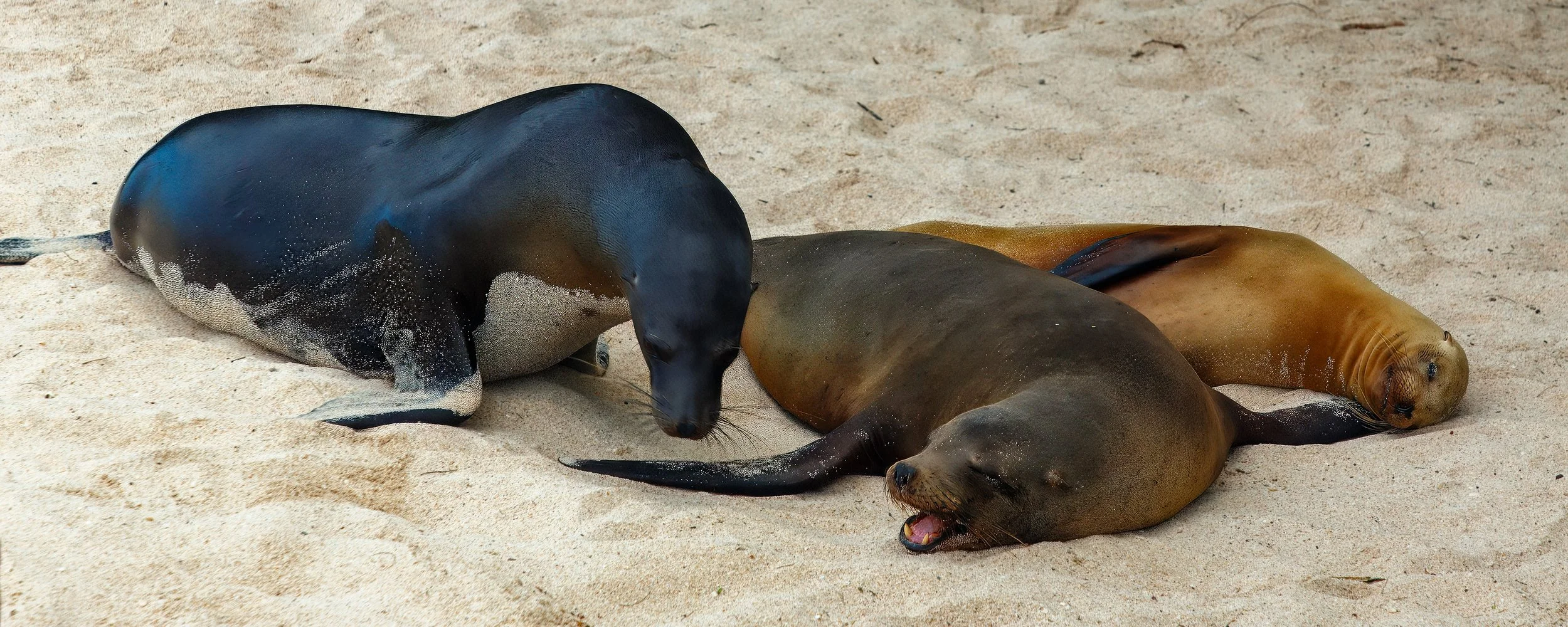  Lots of interaction on the beach this morning 