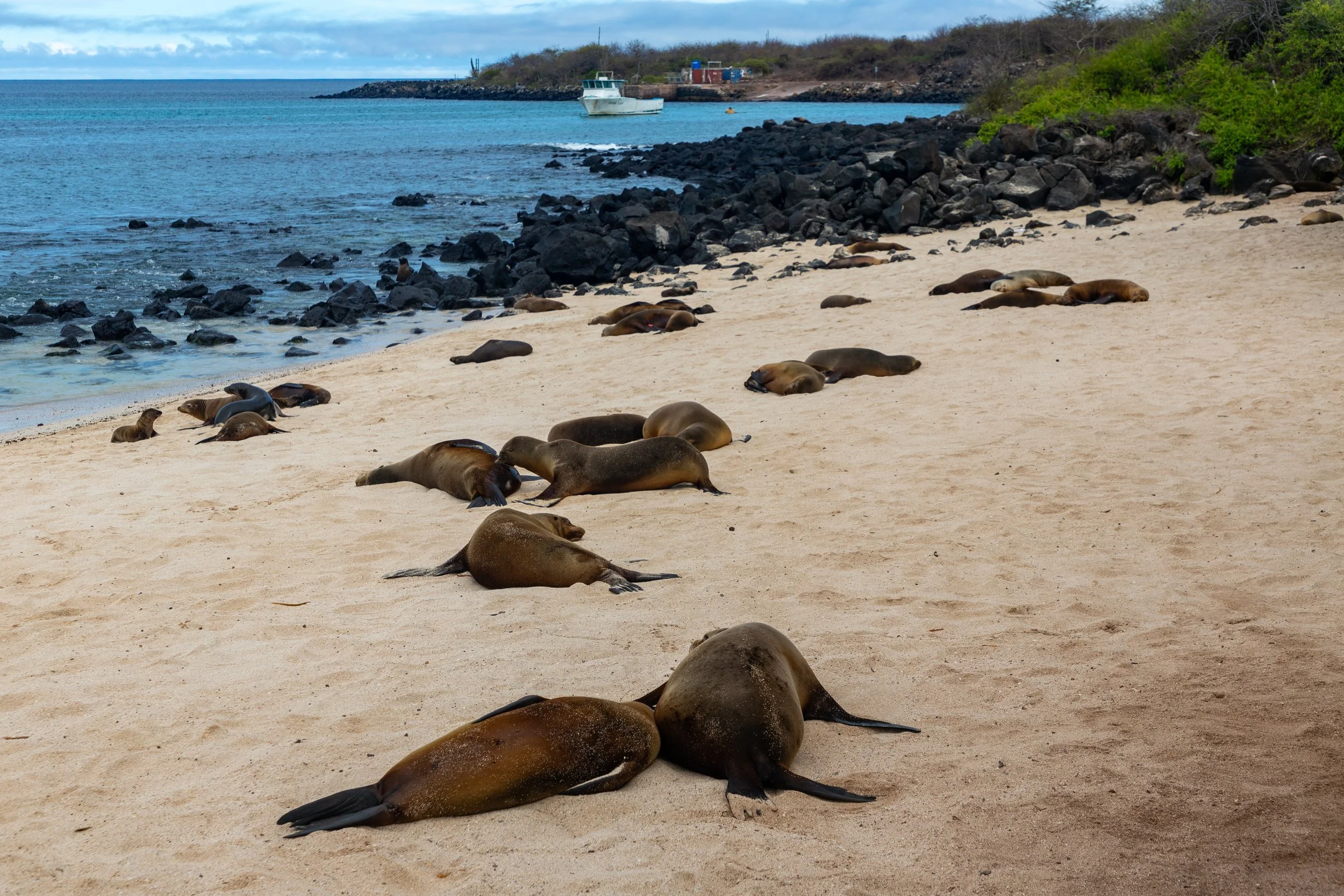  A large number of sealions have taken over Playa Mann 