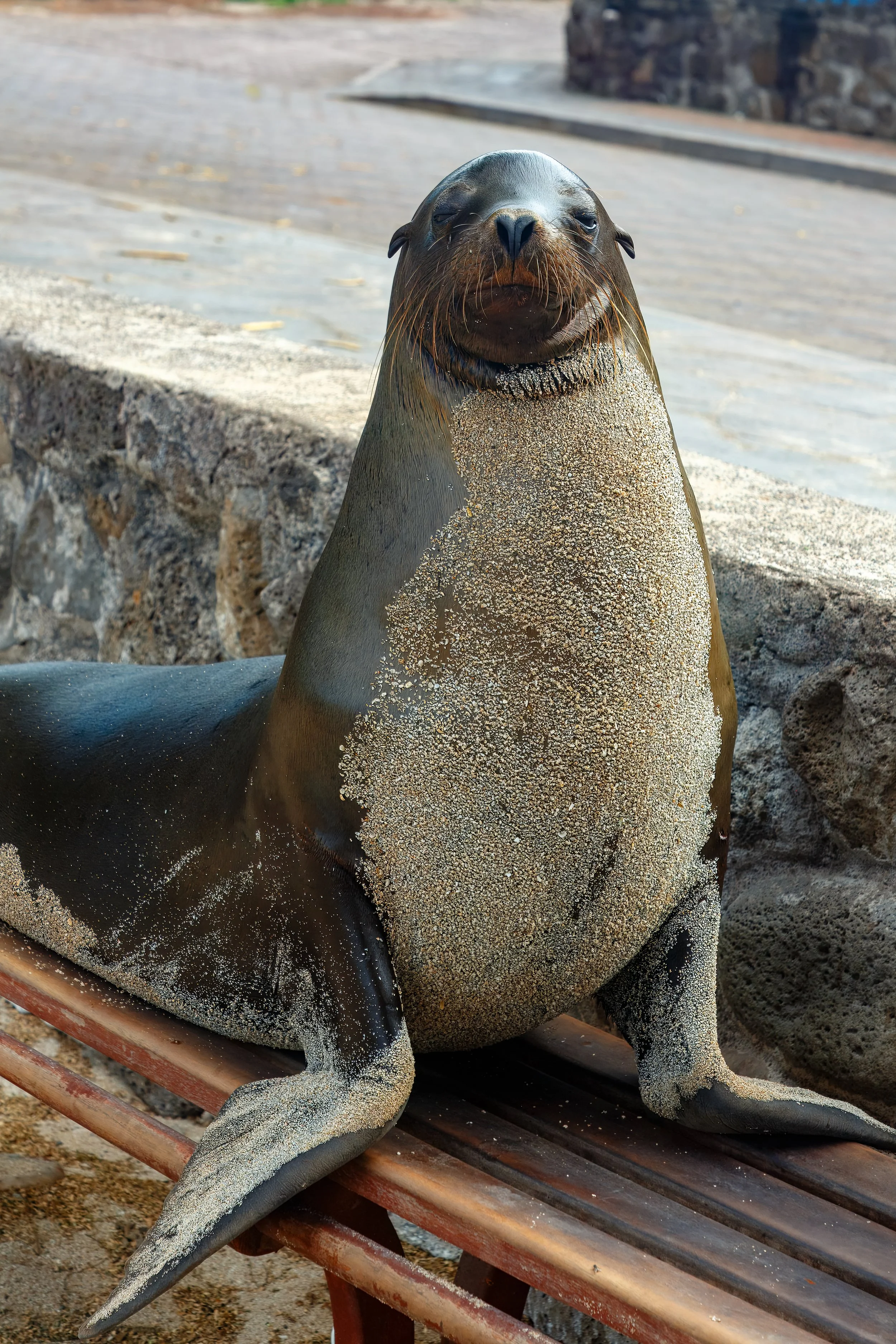  This one has moved on from the beach to a park bench 