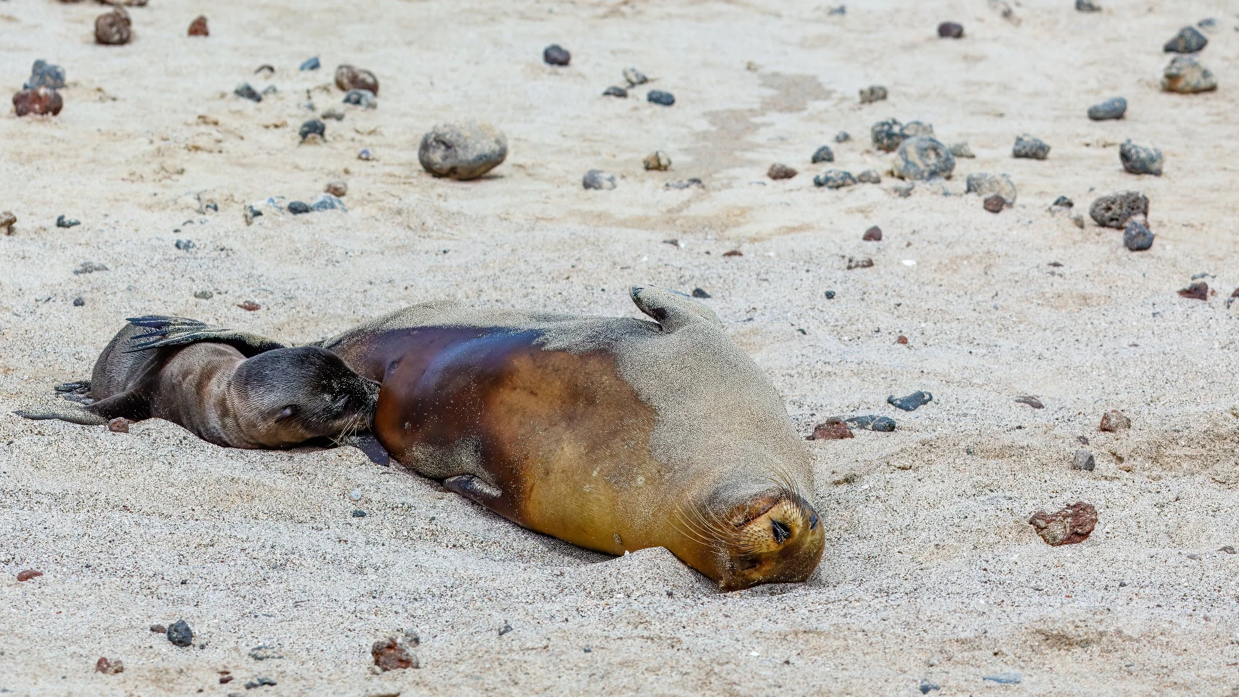  A feeding sealion pup 