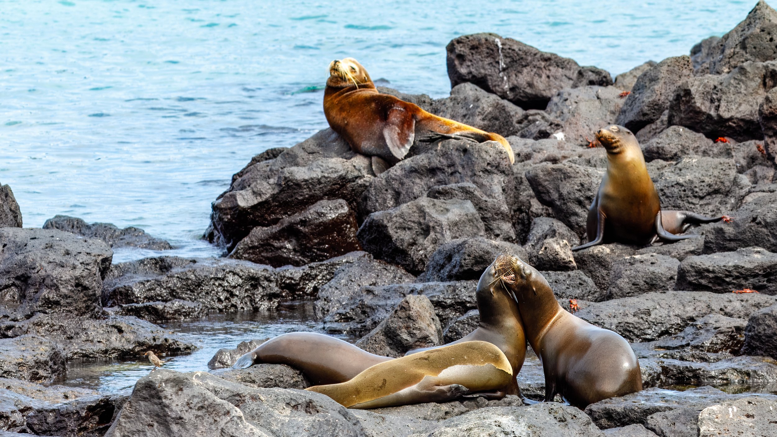  Another active group of sealions 