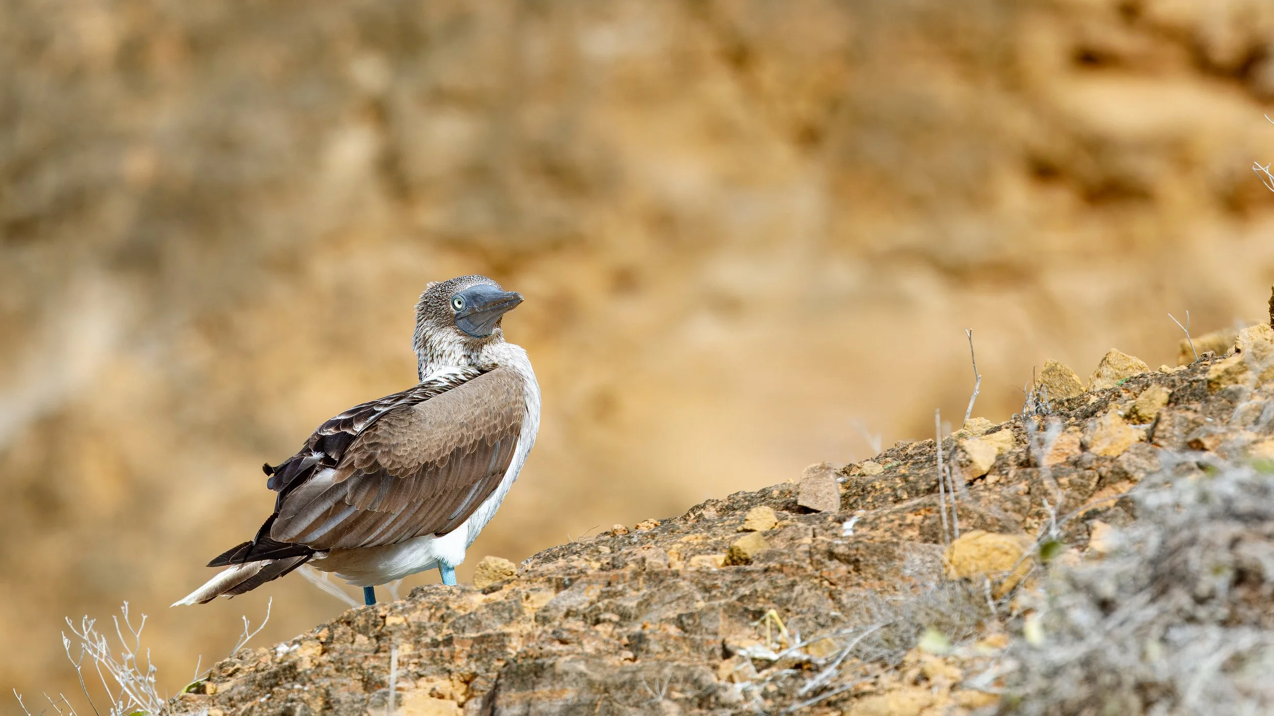 Although we were on the search for red-footed boobies, this was our first blue-footed 