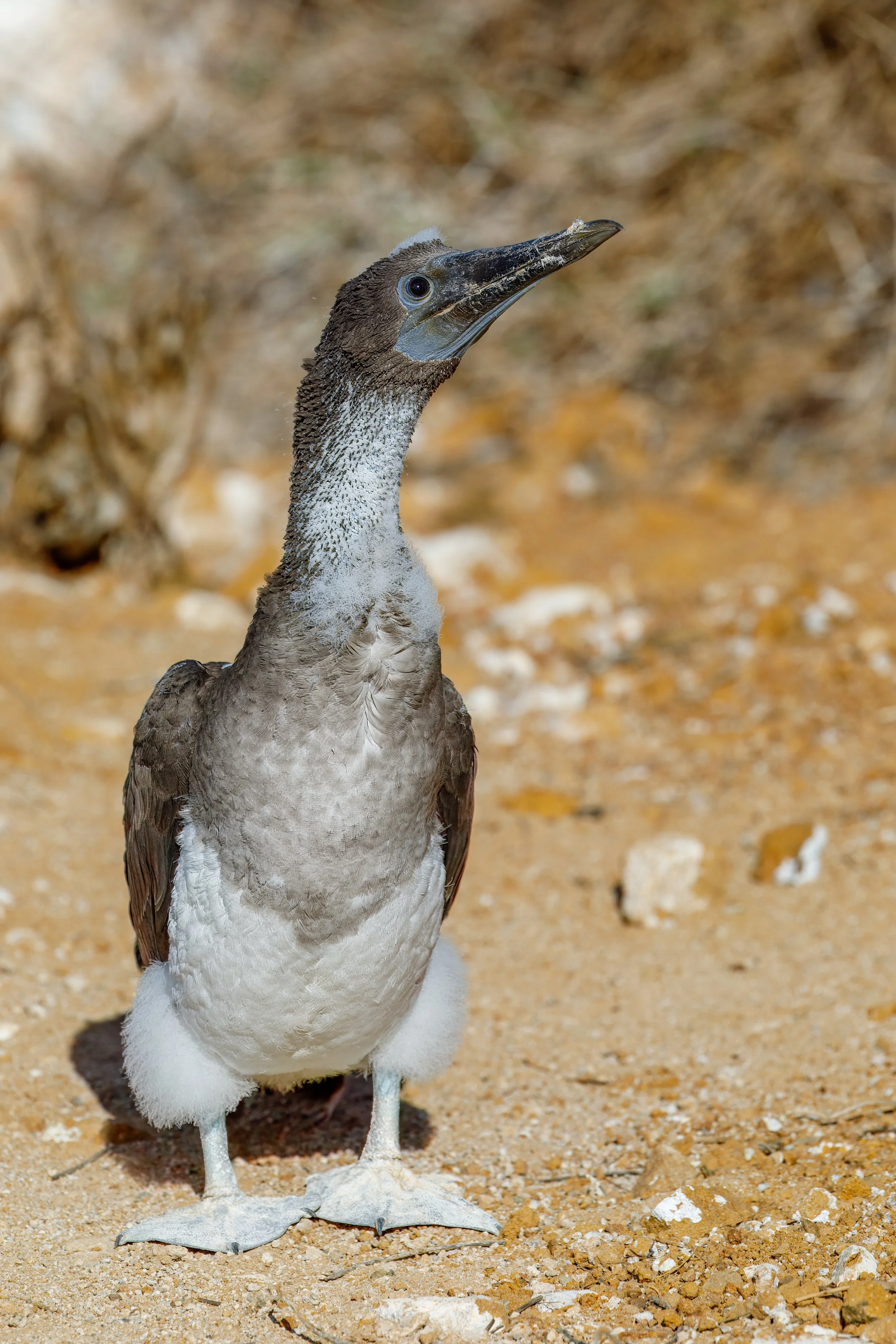  Younger (pre-blue footed) booby, partially completed shedding its adolescent white down 