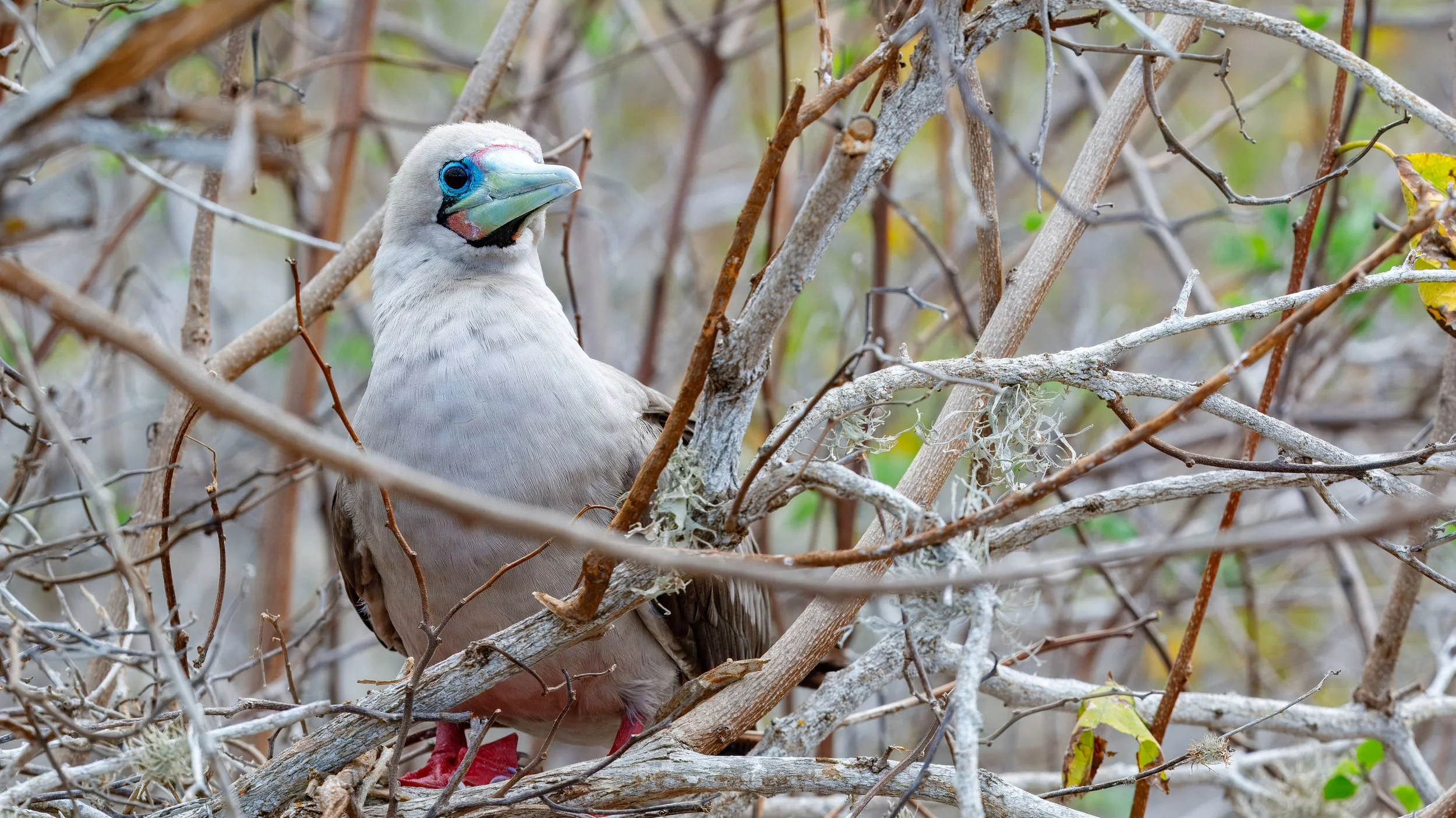  A great shot of the red-footed booby 