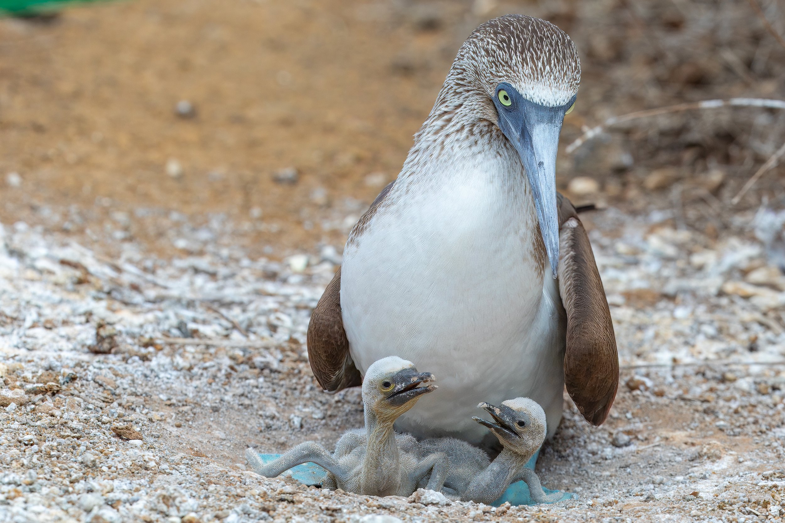  It was remarkable how open the nests were and how comfortable the mother was with our presence 