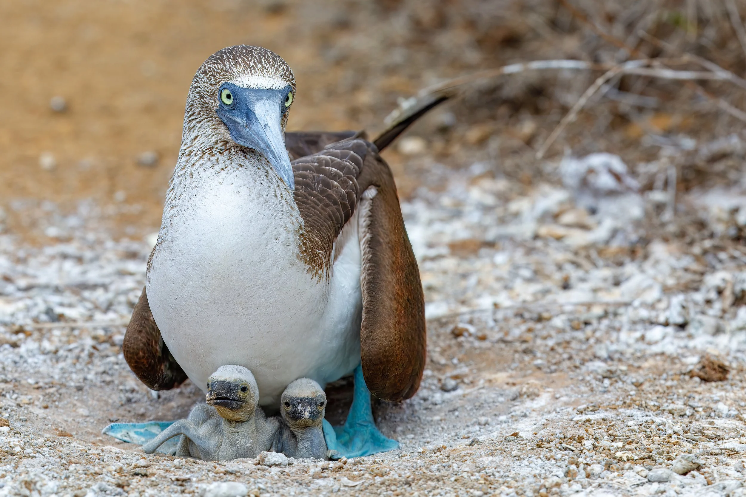  Mother with two very young blue-footed booby hatchlings 