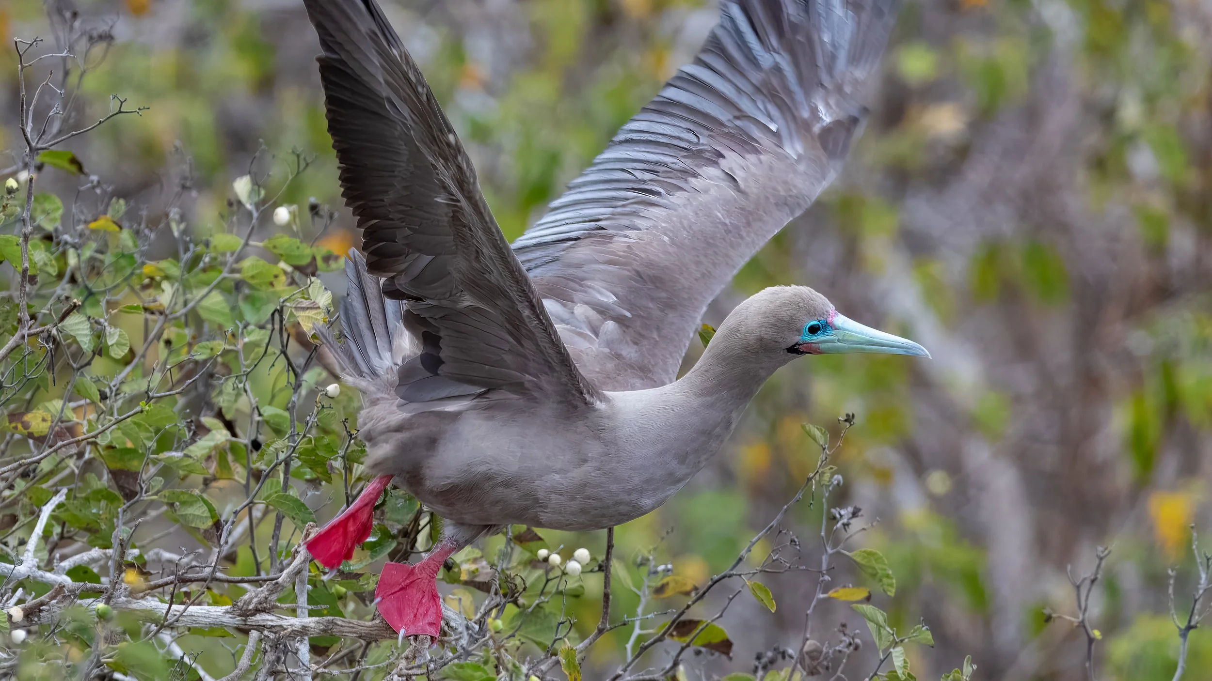  Tom making photography look easy as he was able to catch this shot just as they flew out of the tree 