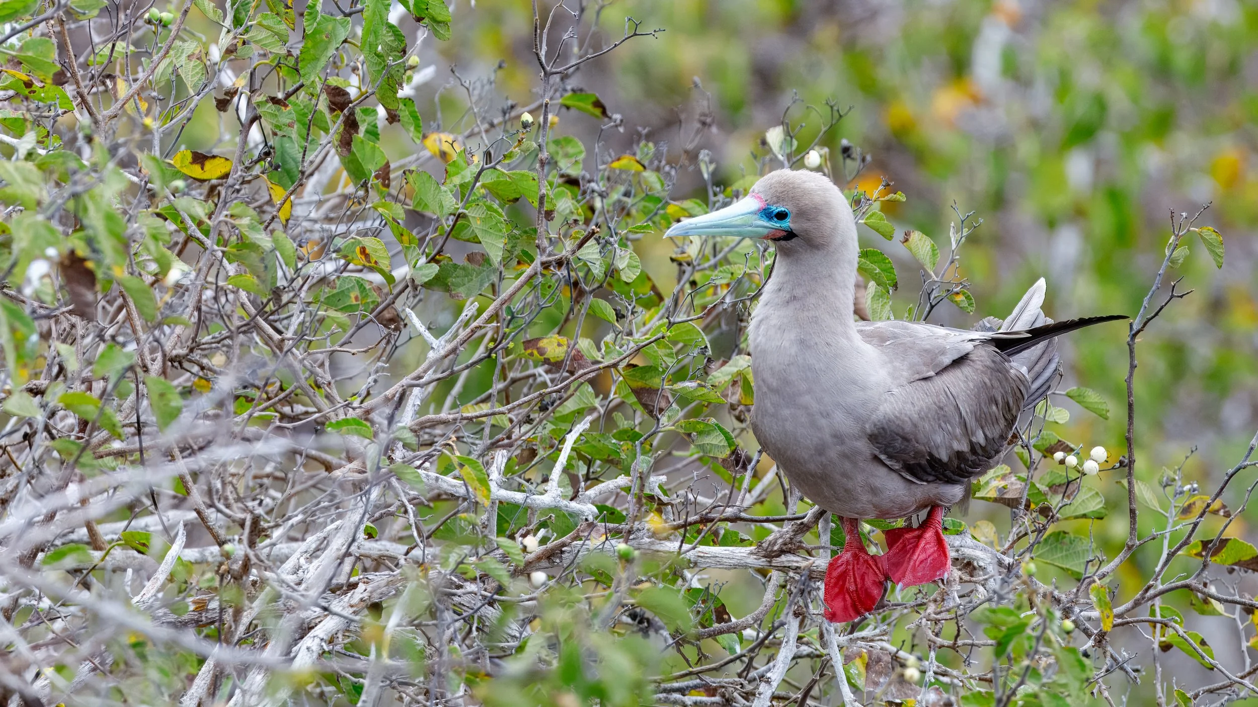  Beautiful shot of the distinctive red feet 
