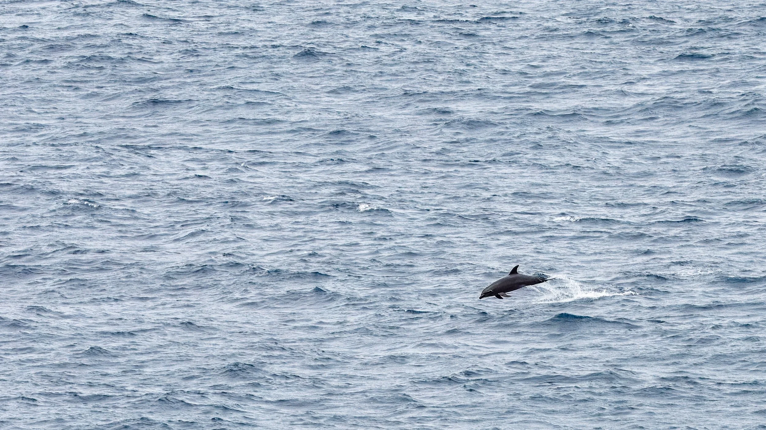 From our lookout, we also captured some dolphins in motion near where those that elected for a tender ride (instead of our hike) were observing 
