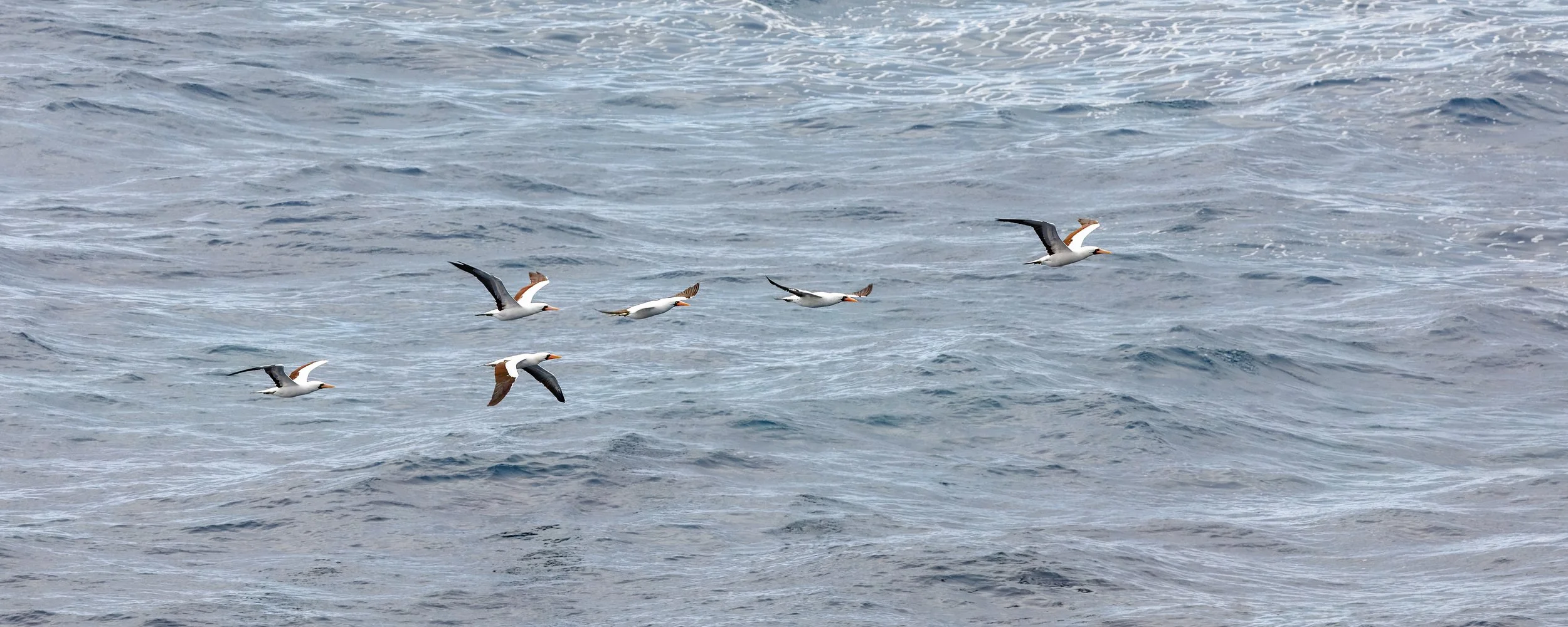  Now focusing on the sea able to capture a flock offshore 