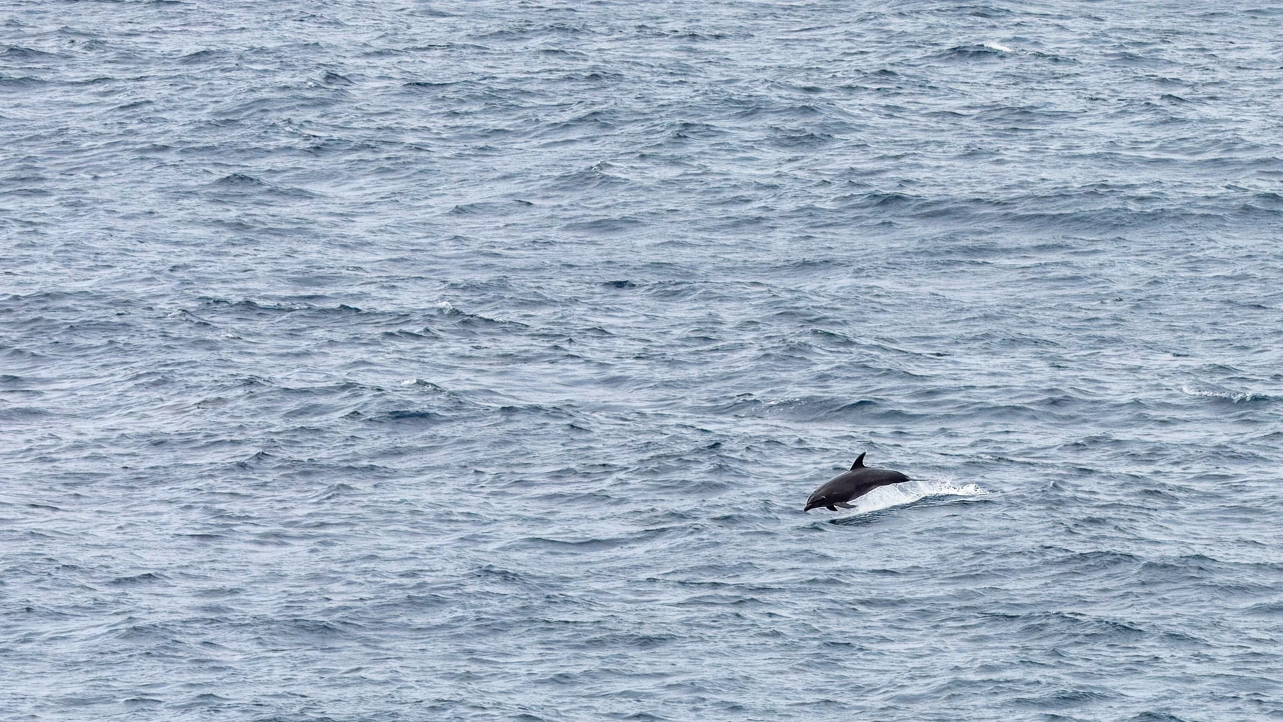  Continuing to follow the jumping dolphins 