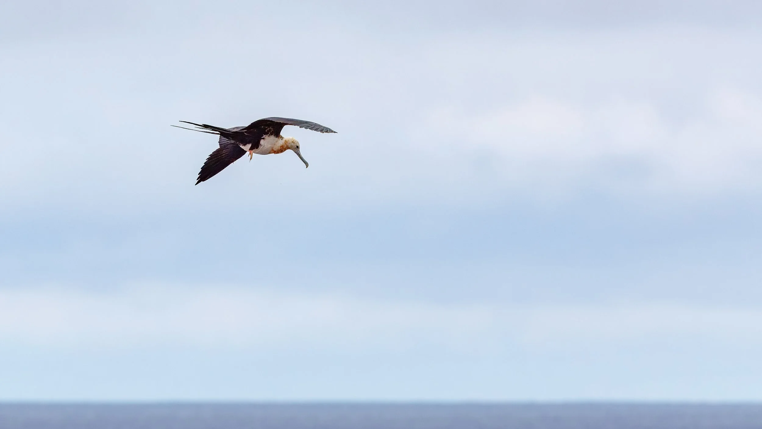  Juvenile or female frigatebird 