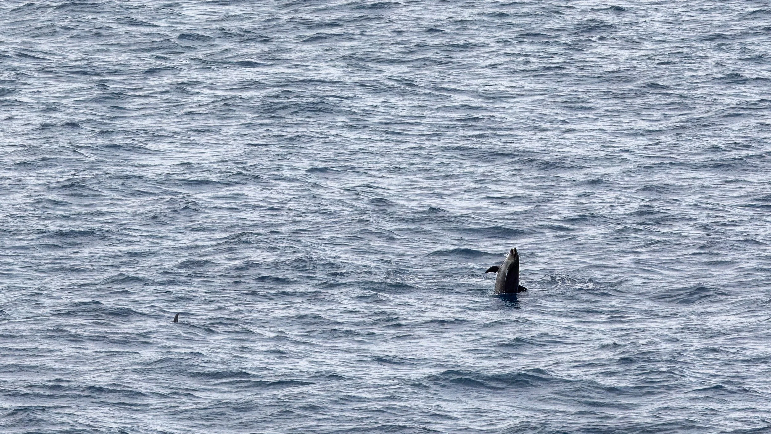  Dolphin putting on a show. Unfortunately Tom wasn’t able to capture the nearby whales that were also making an appearance 