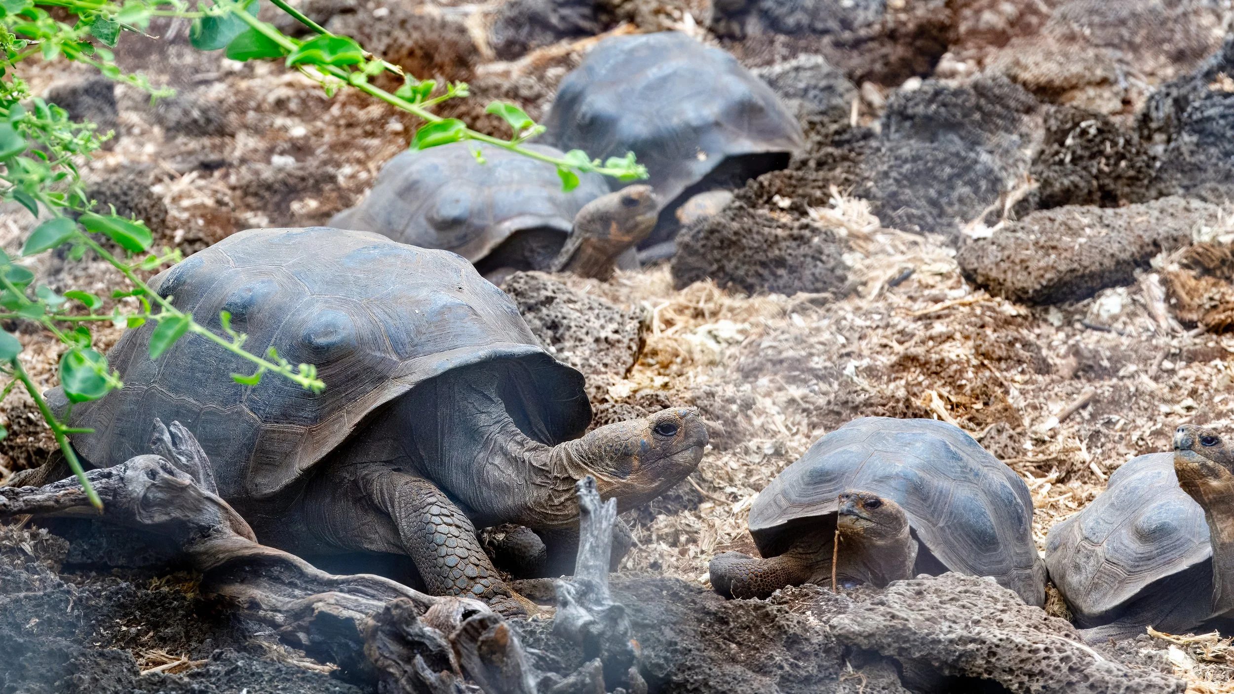 One of the many pens of giant tortoises in the breeding centre helping to maintain the population  