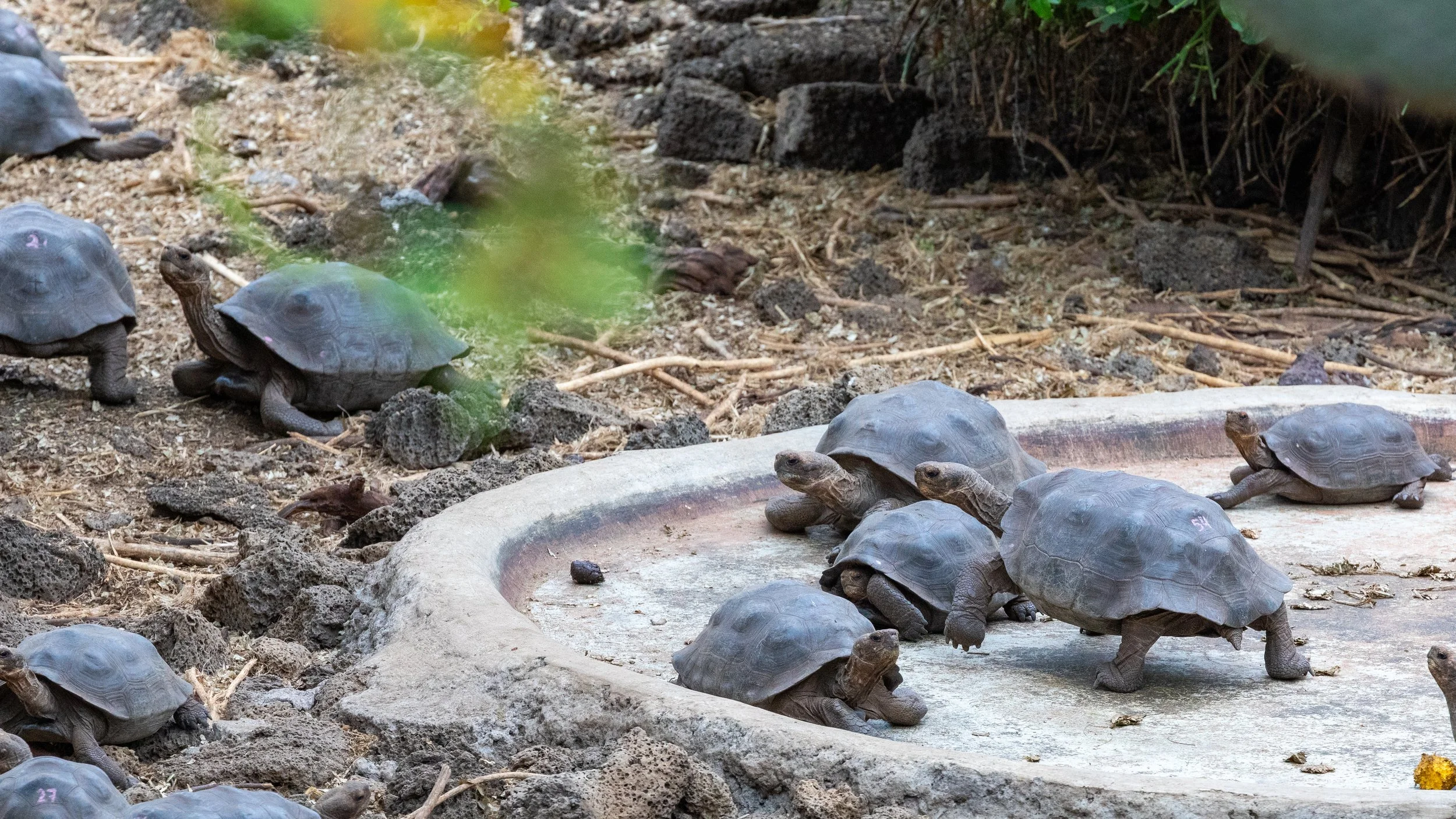  Younger tortoises; pens were generally divided by age / size 