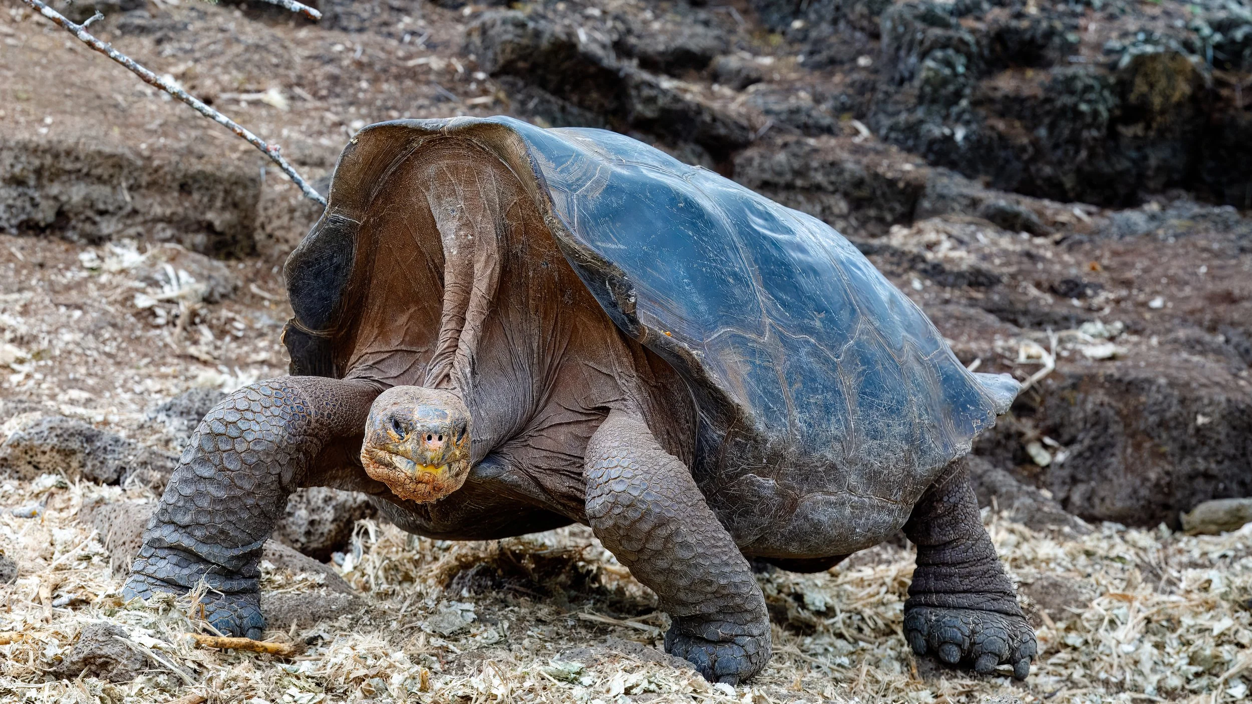  Expressive face of one of the older ones 