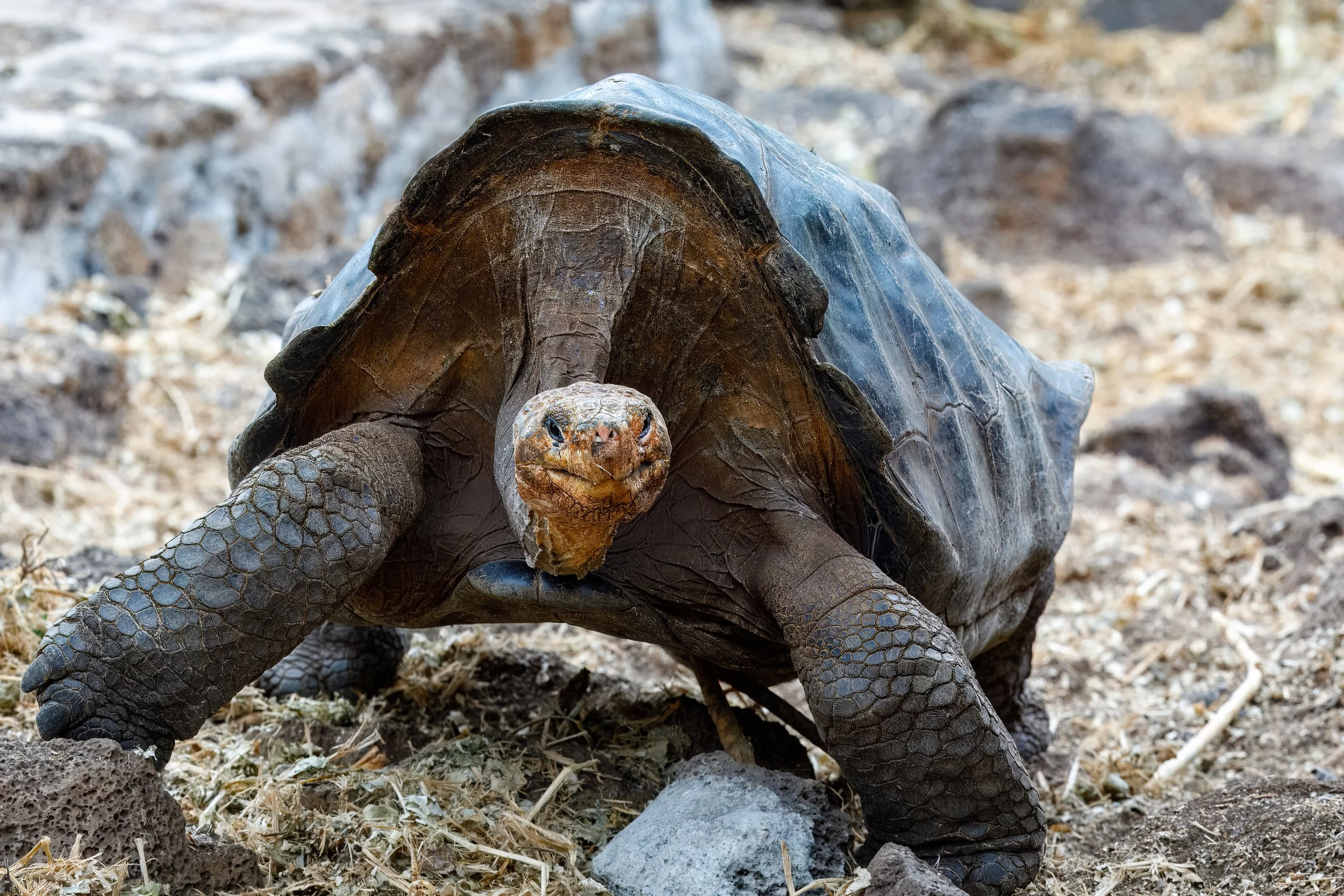  Although there were hundreds, it was fascinating to watch their movements and interactions 