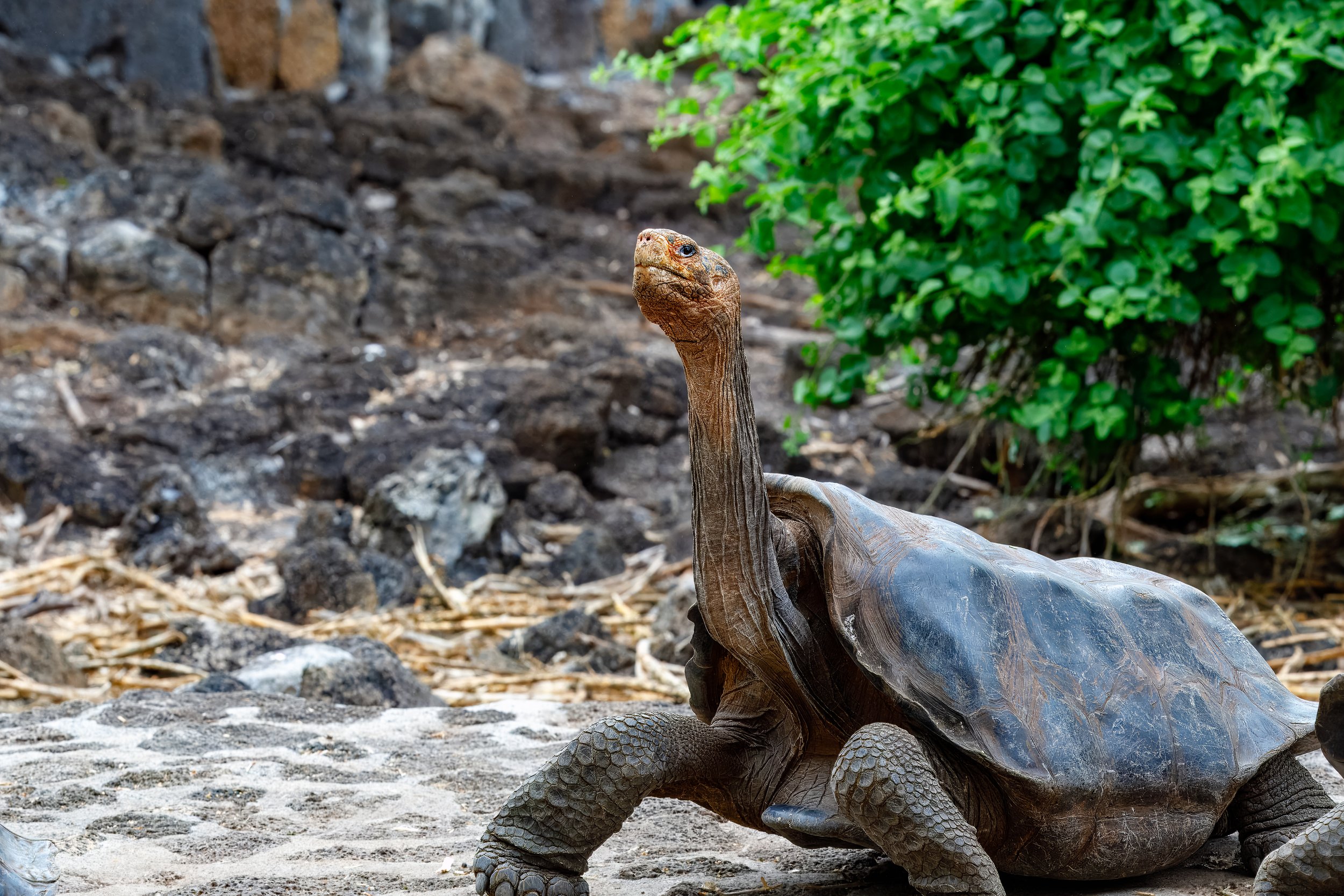  The longer neck helps get to the higher leaves and helps assert dominance between competitors 