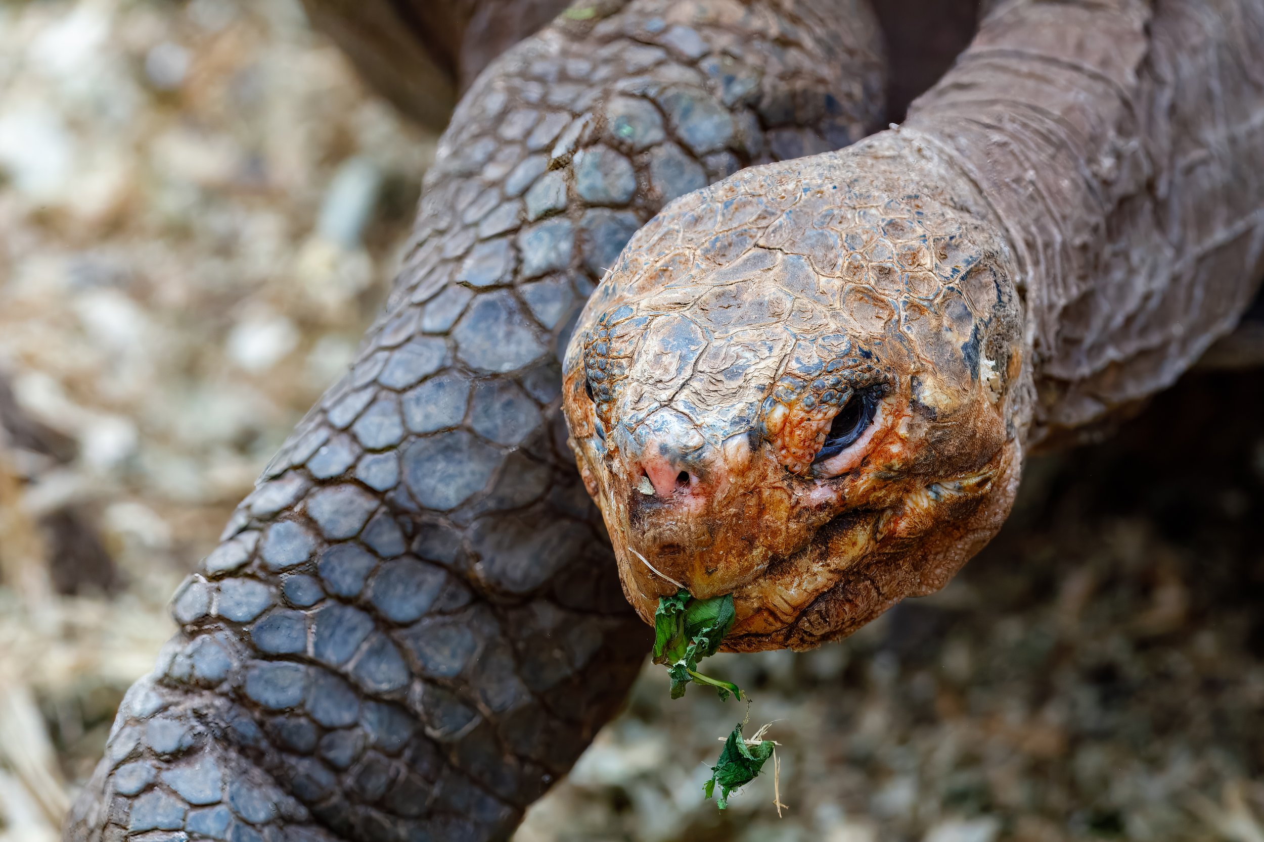  Munching on some vegetation 