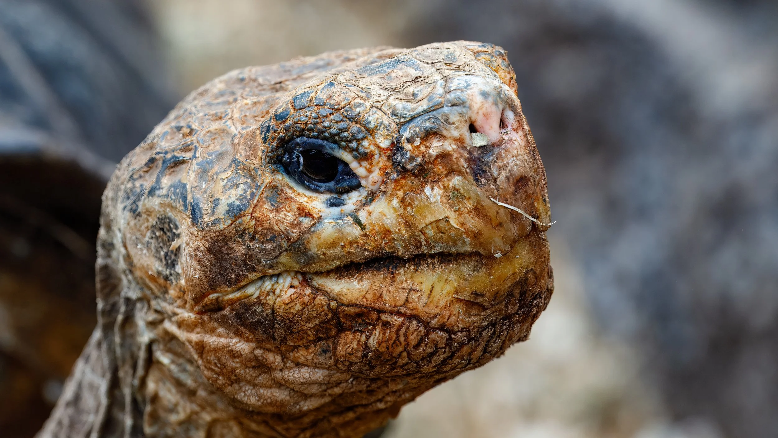  Also giving off a bit of an ET vibe 