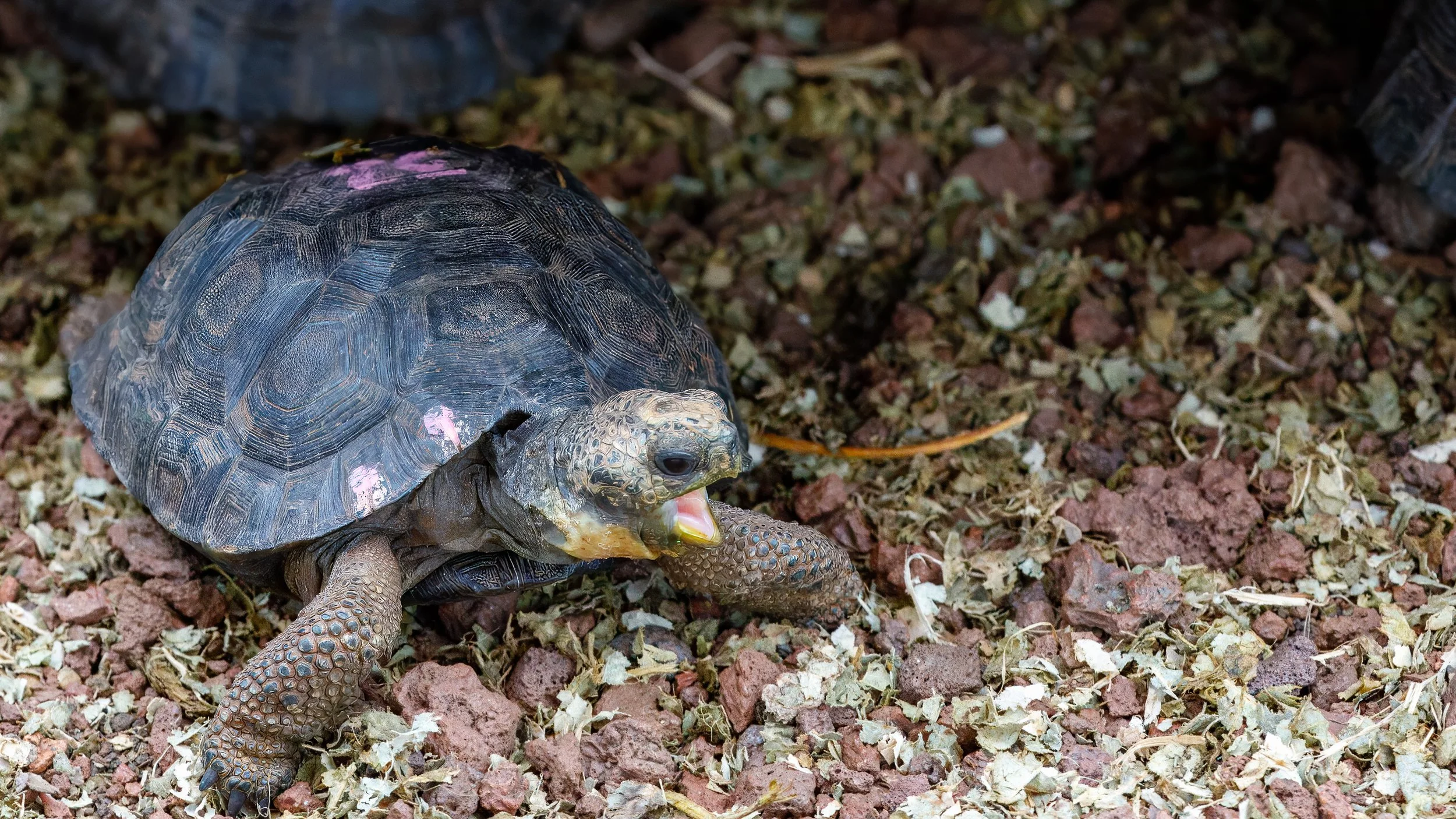  This much smaller tortoise has a marker to help keep track of who’s who 