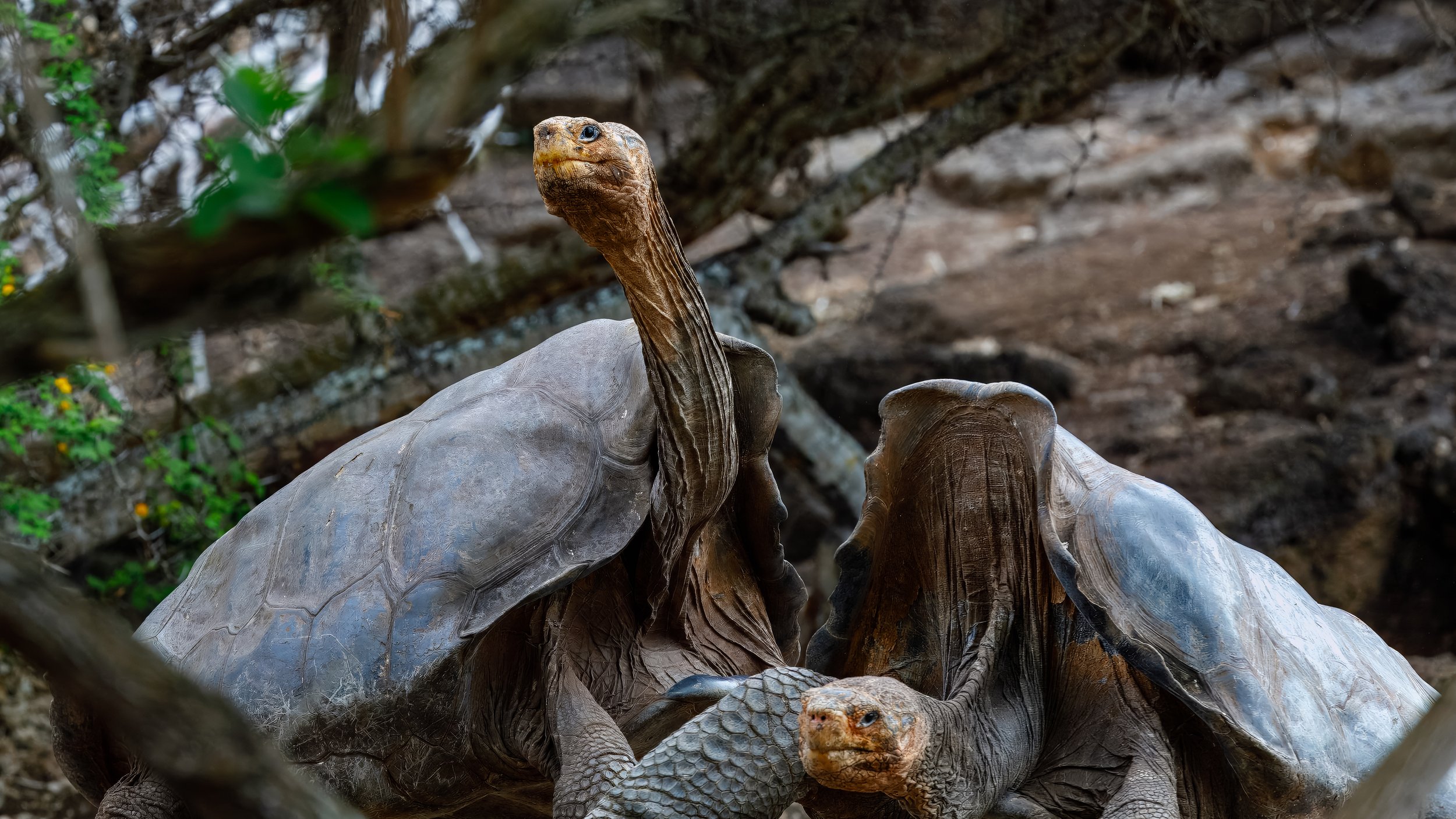  One last shot before leaving the breeding centre, which although had a bit of a zoo like feel was at least more connected to the surroundings and populating animals in the park 