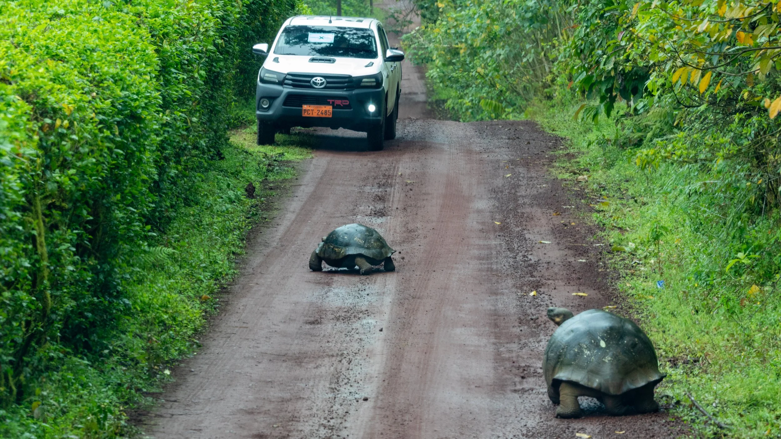  The reality of giant tortoises in Santa Cruz is that they roam freely inside and outside the national park 