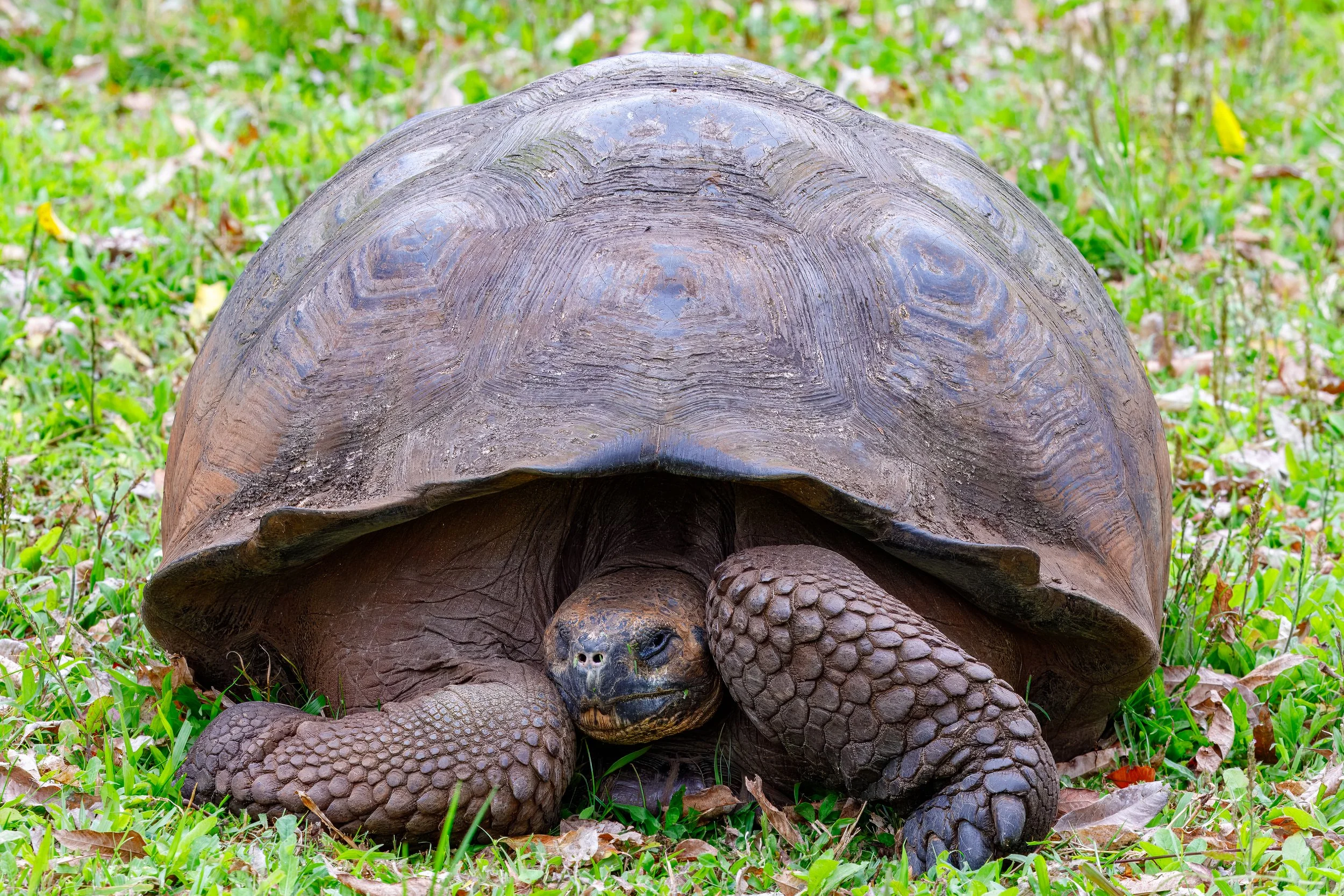  The owners of the ranch recognized that they had an environment that the tortoises naturally enjoyed so built an attraction with a nice restaurant to connect the tourists 