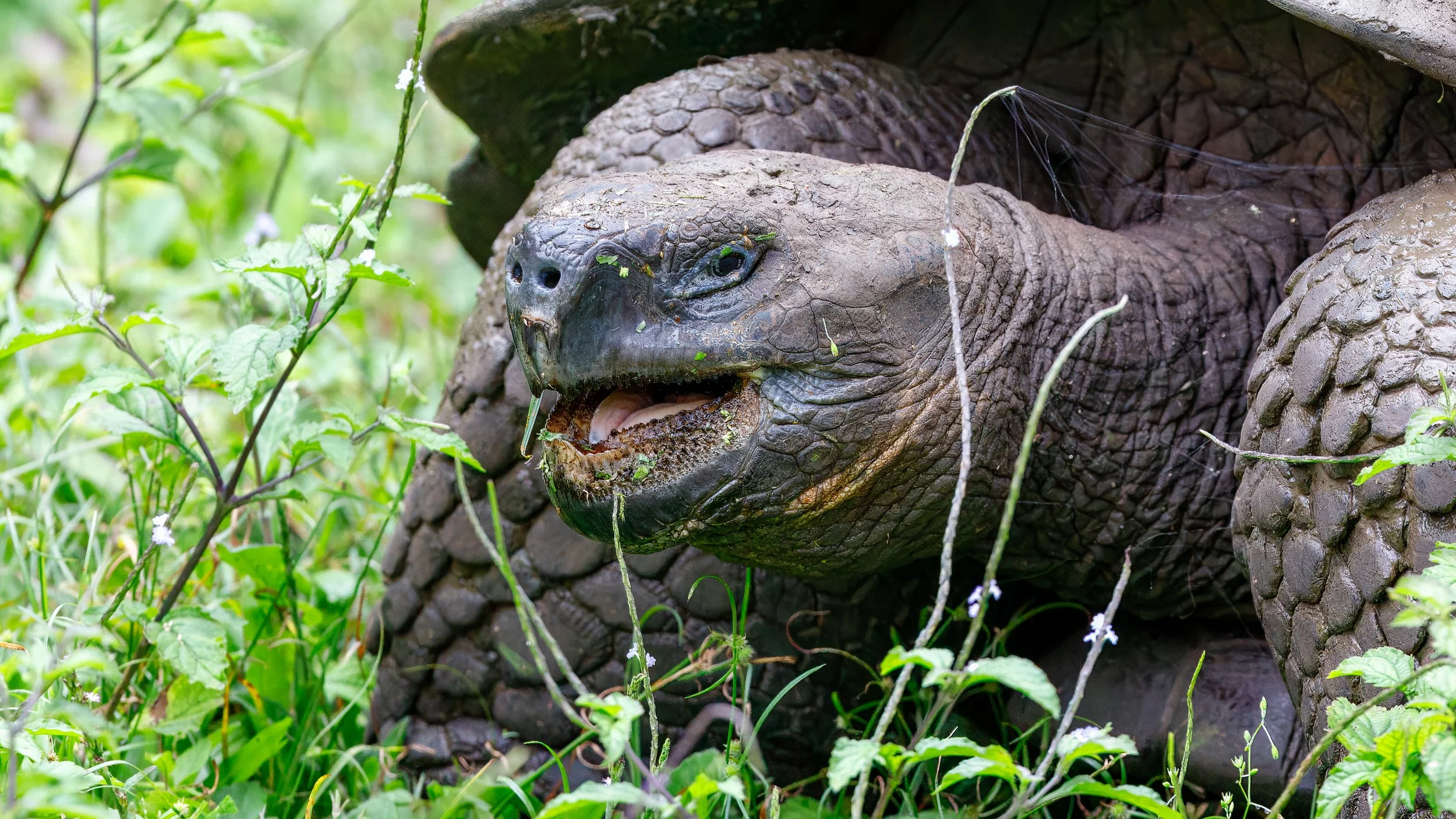  Although more natural than the breeding centre, it was still kind of zoo-like, even though the tortoises could move freely 