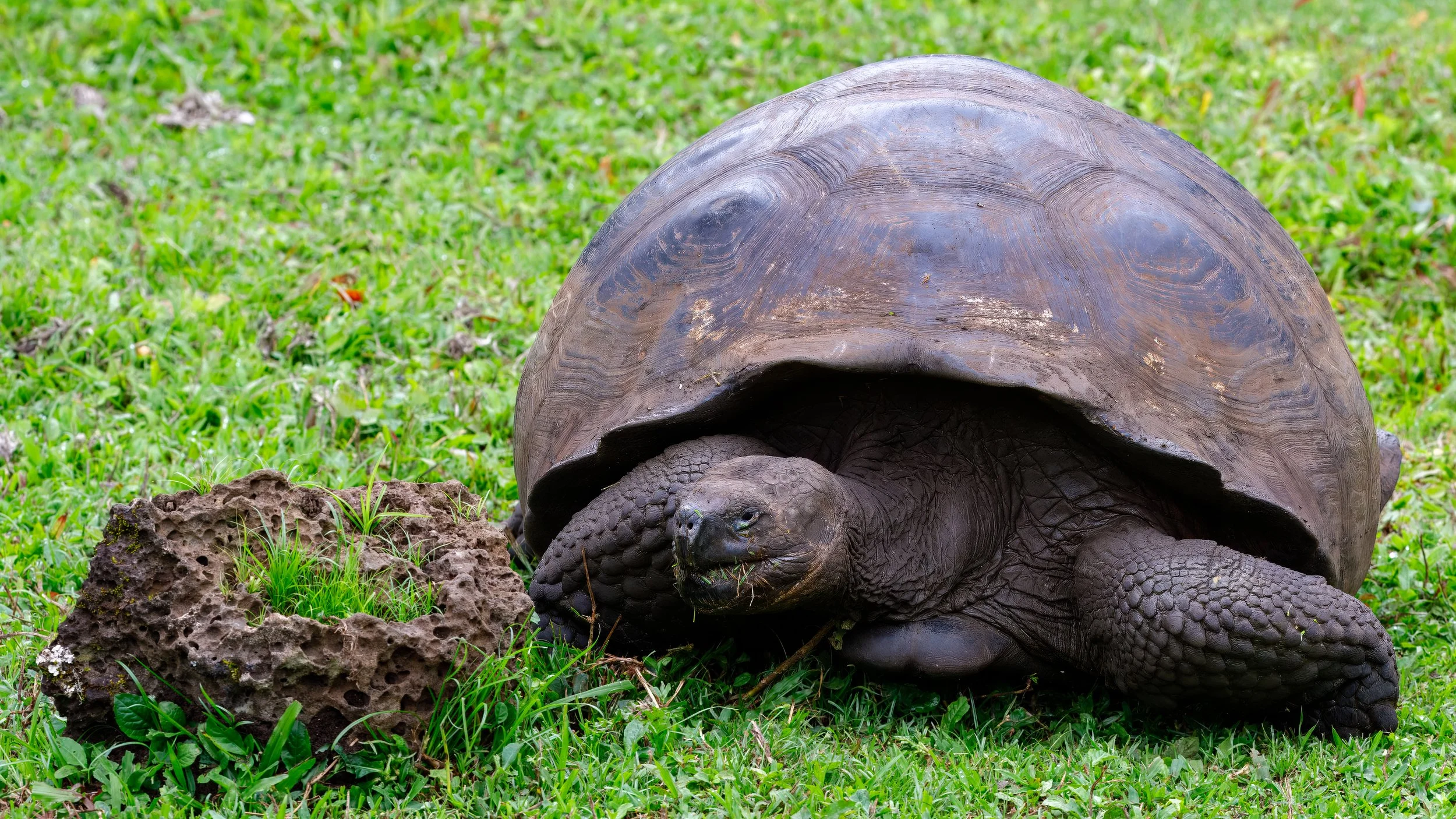  Having lots of green grass helped to keep them around 