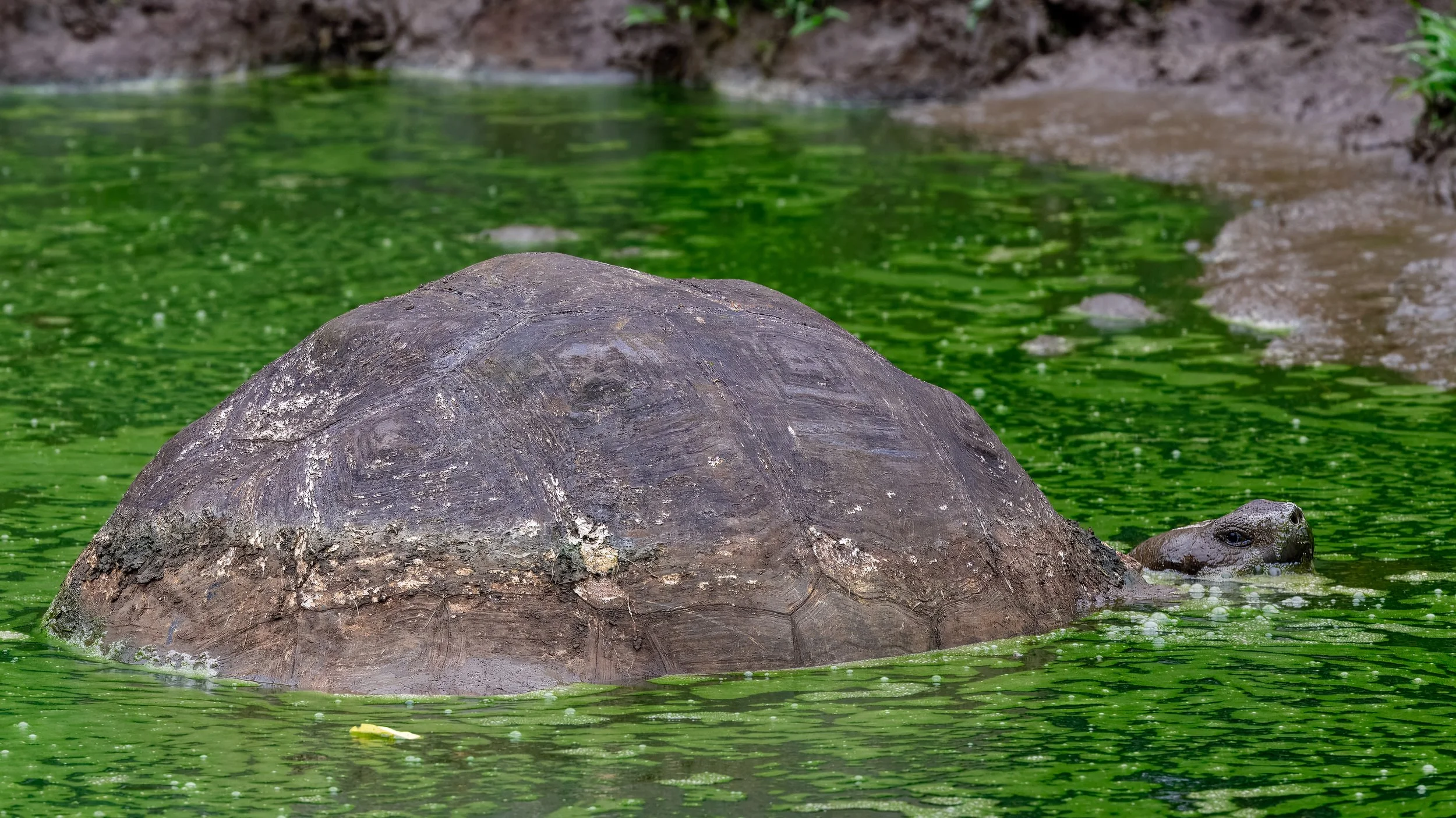  Floating in a small marsh 