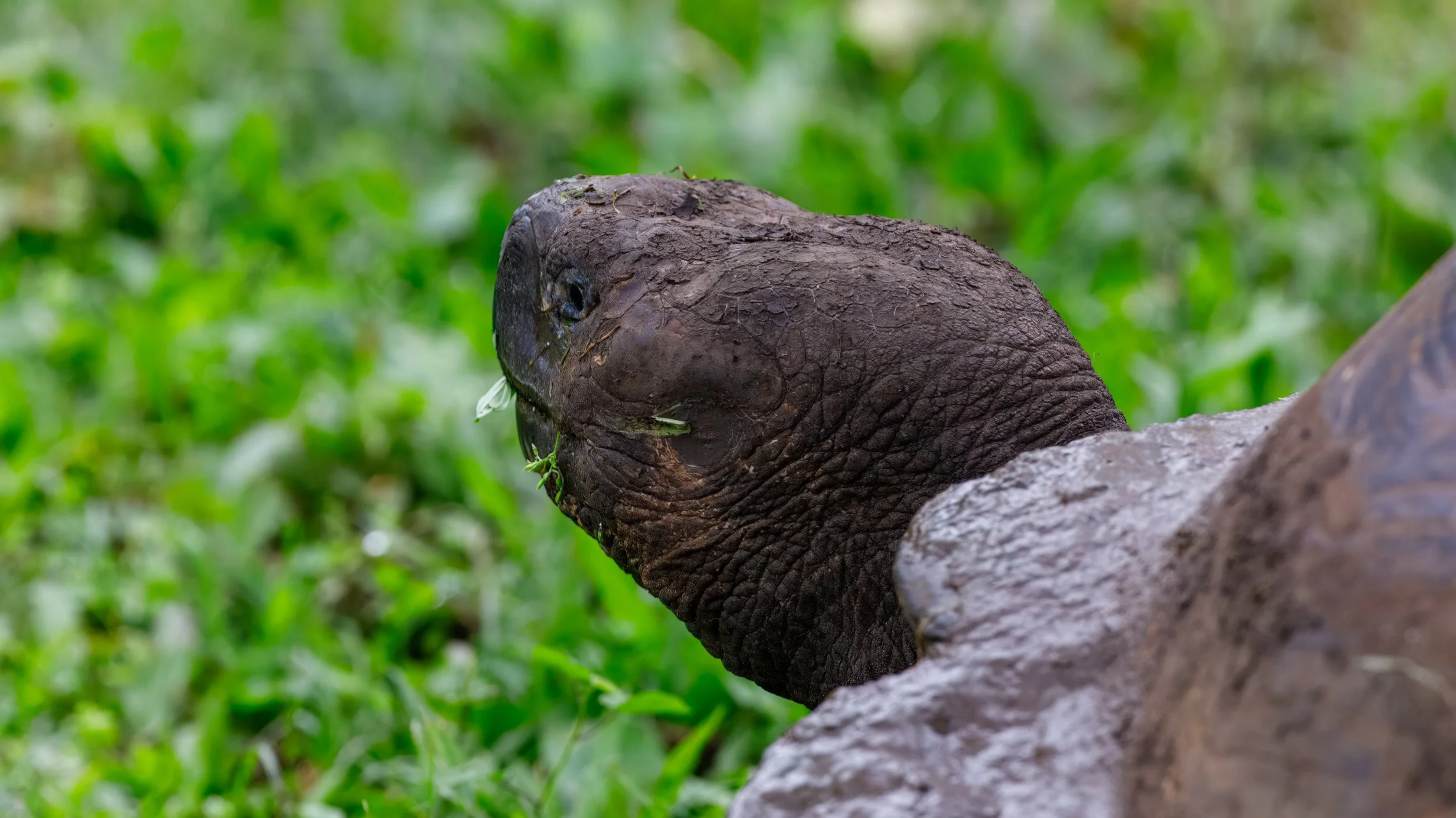  Wonderful contrast with the green grass 