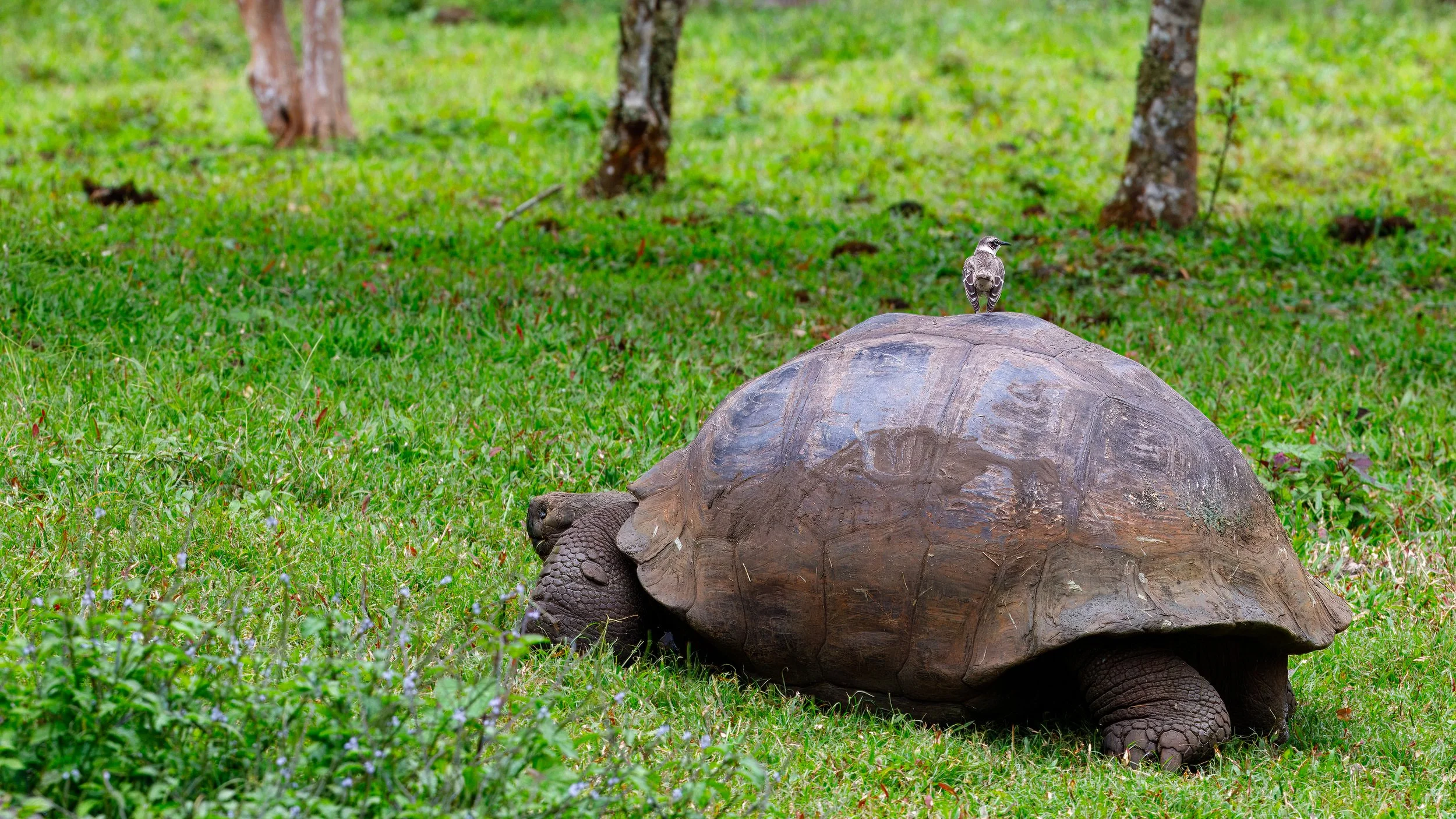  A bird along for the slow-moving ride 