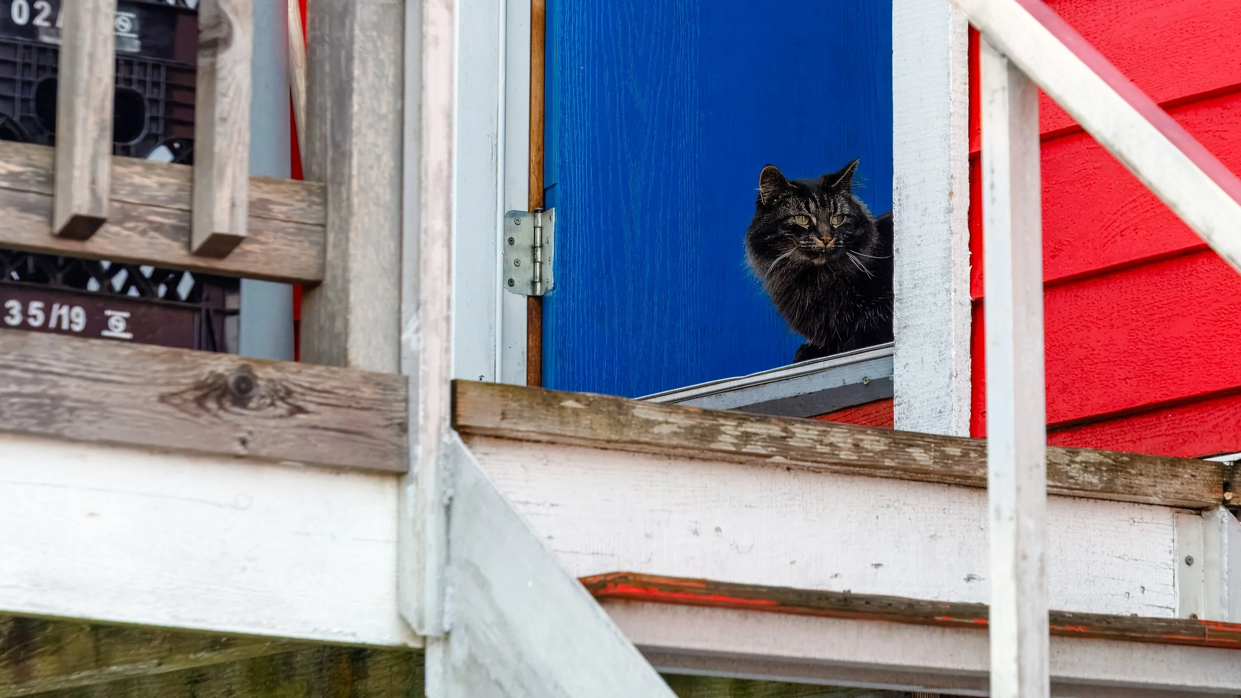  Cat enjoying life around the fishes  
