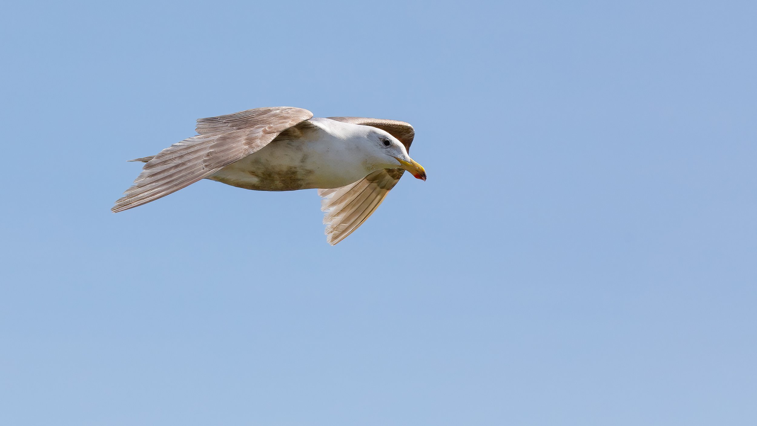  Capturing a gull in flight 